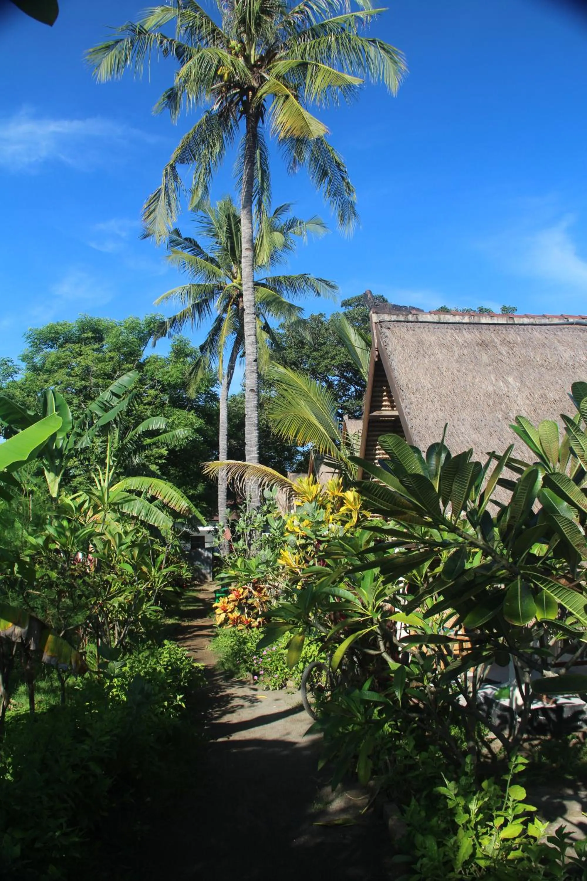 Garden view in Star Bar and Bungalows