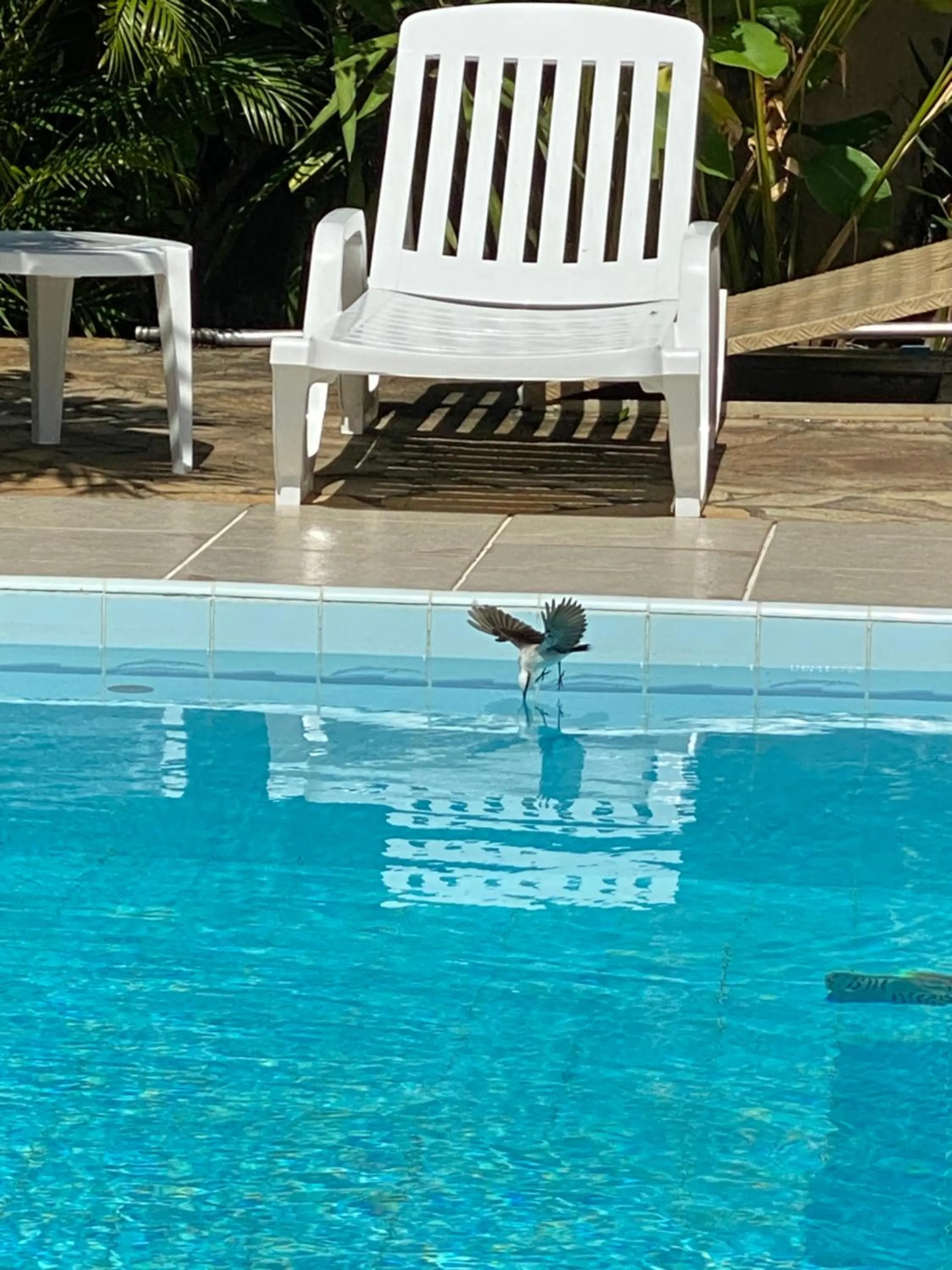 Animals in EcoVila-Zen Bougainville - Hotel Pousada