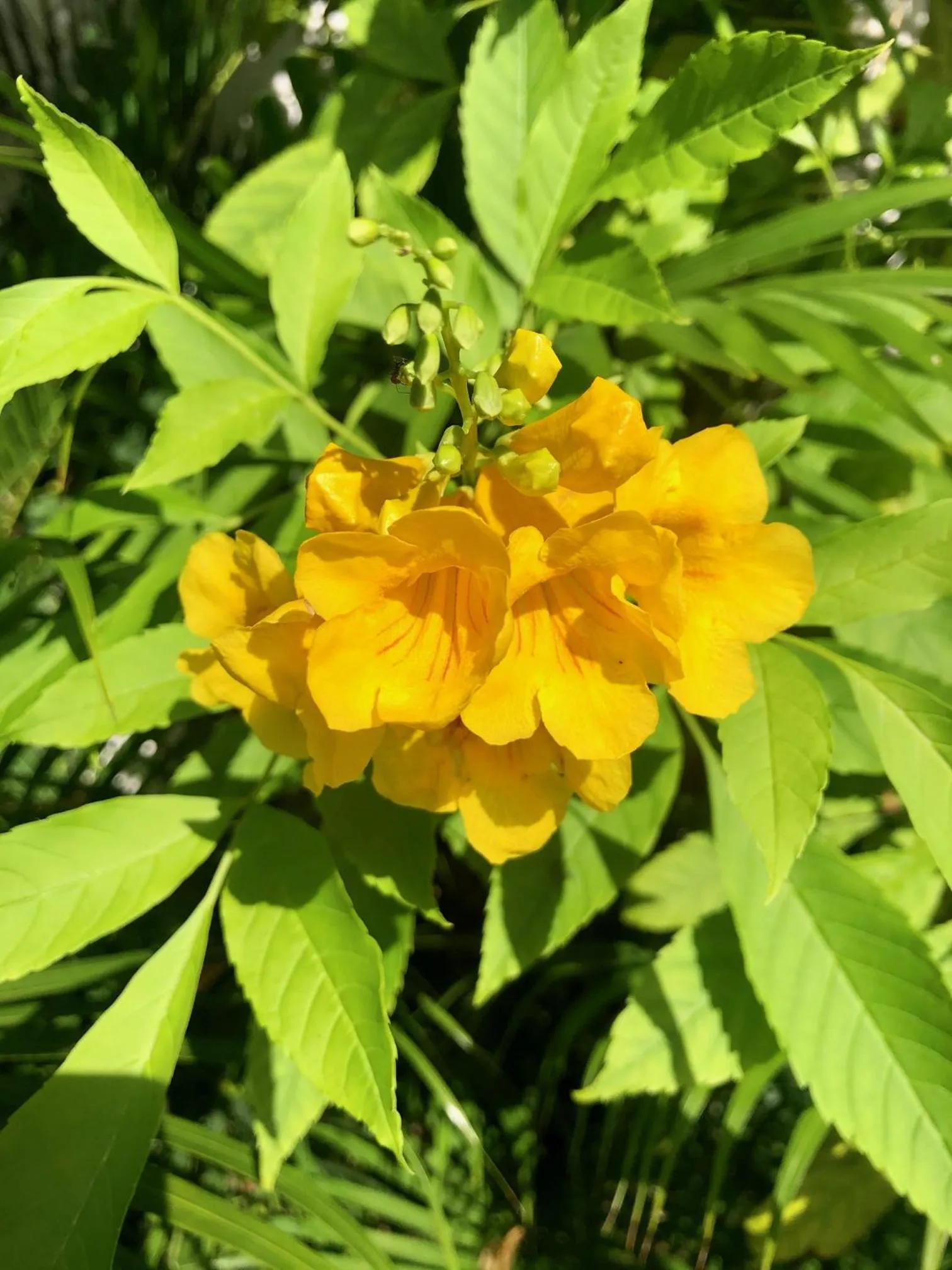 Garden in EcoVila-Zen Bougainville - Hotel Pousada