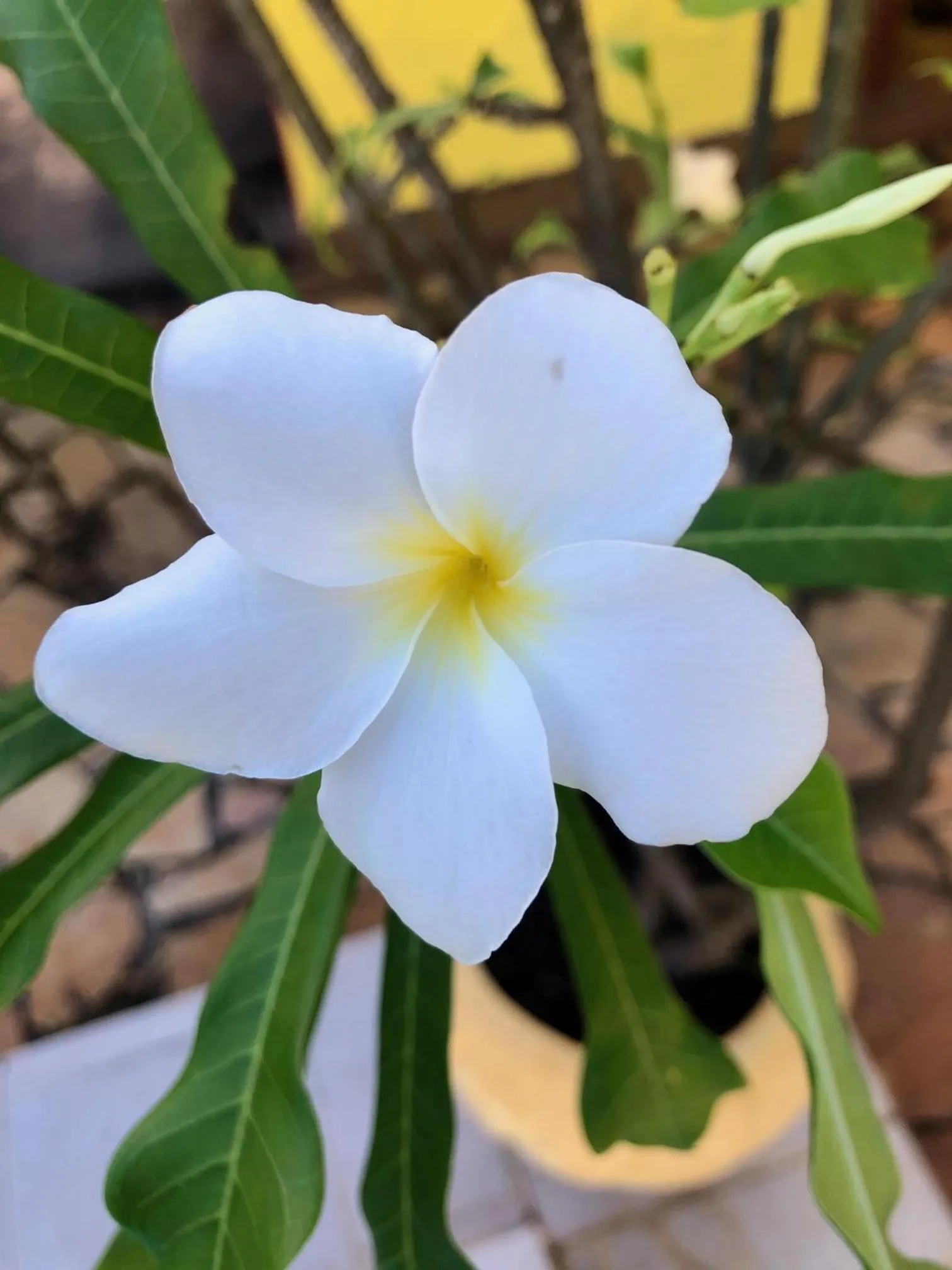 Garden in EcoVila-Zen Bougainville - Hotel Pousada