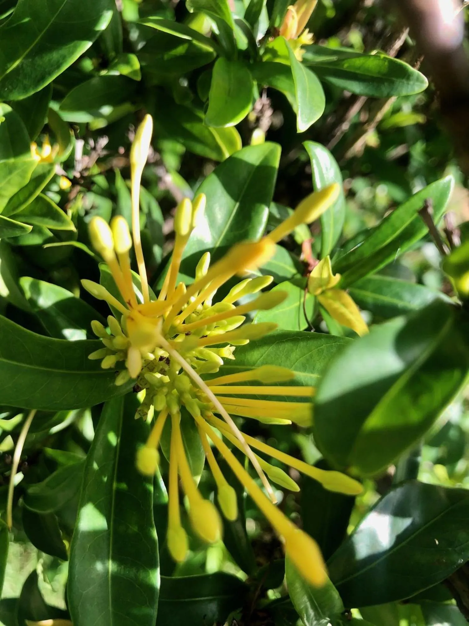 Garden in EcoVila-Zen Bougainville - Hotel Pousada