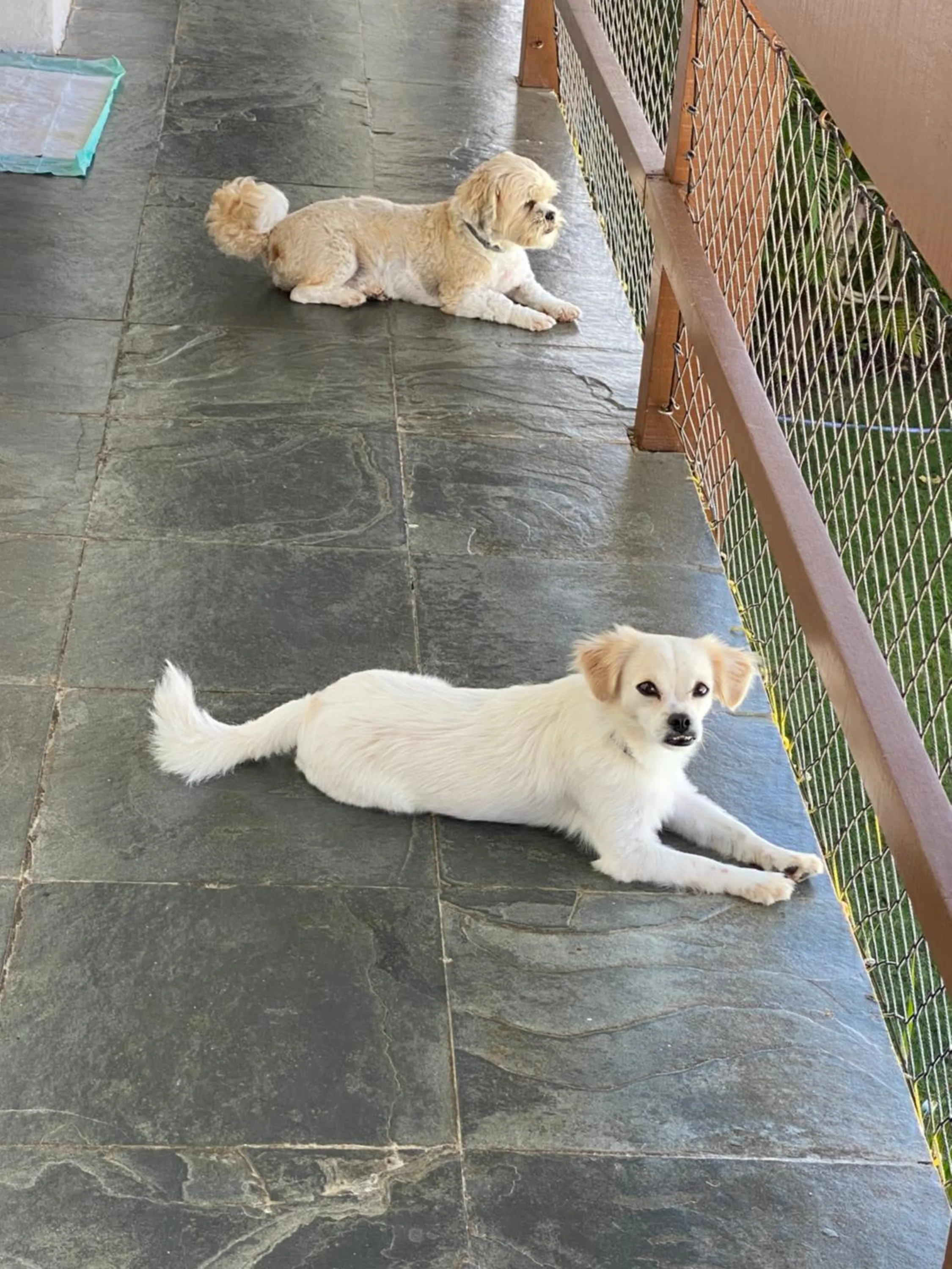 Pets in EcoVila-Zen Bougainville - Hotel Pousada