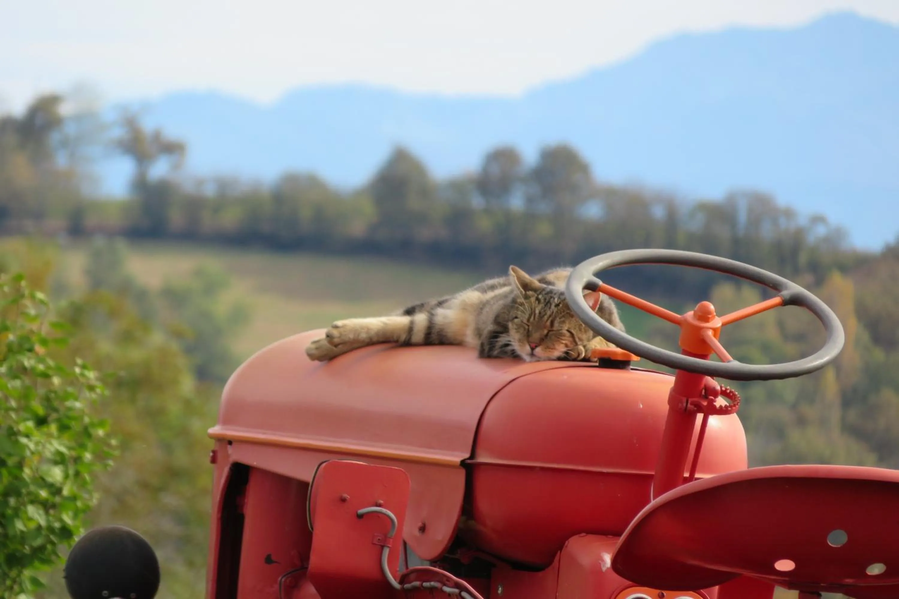 Pets in Maison d'hôtes Marimpoey