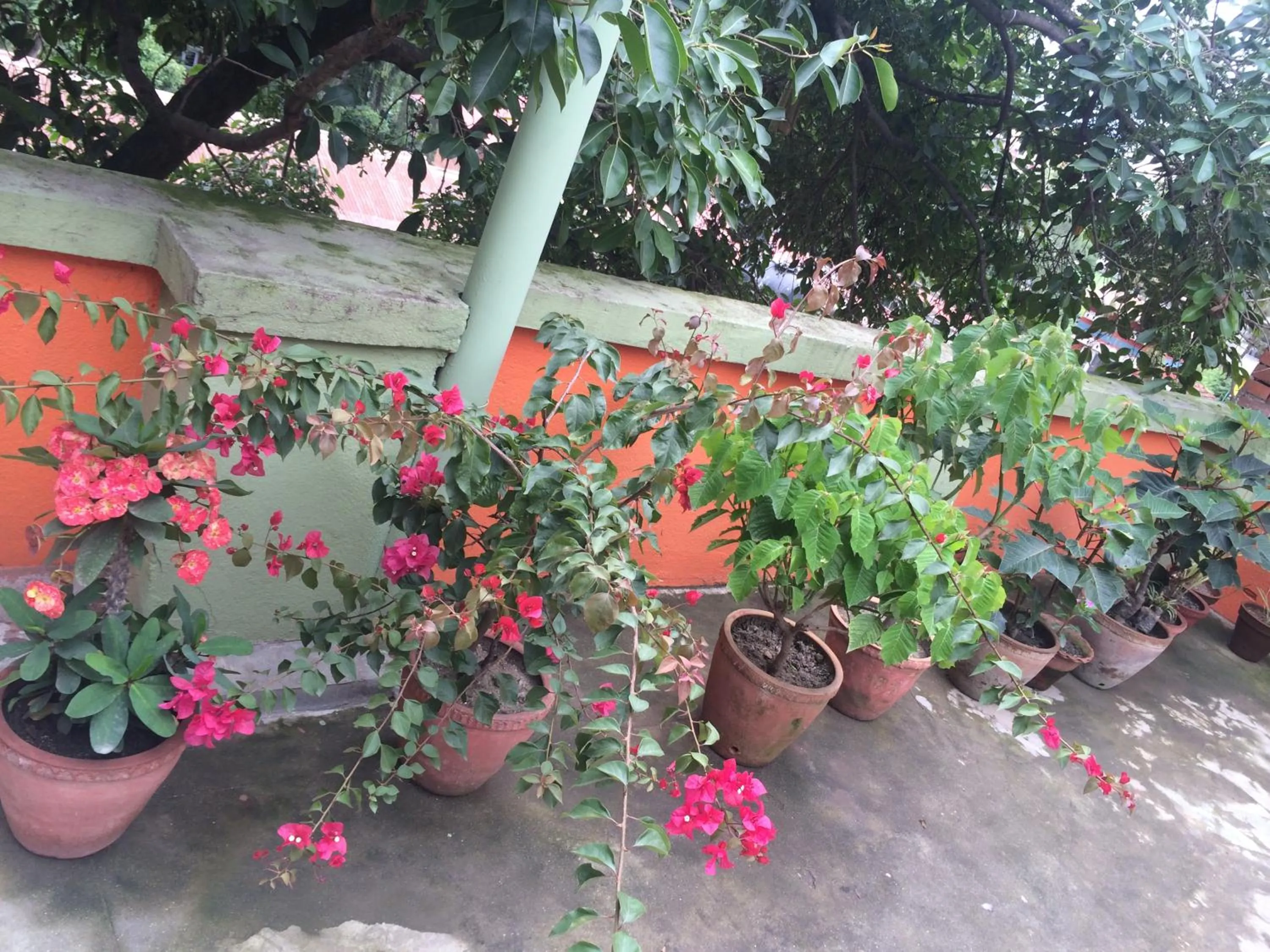 Garden view in hotel Backpackers inn