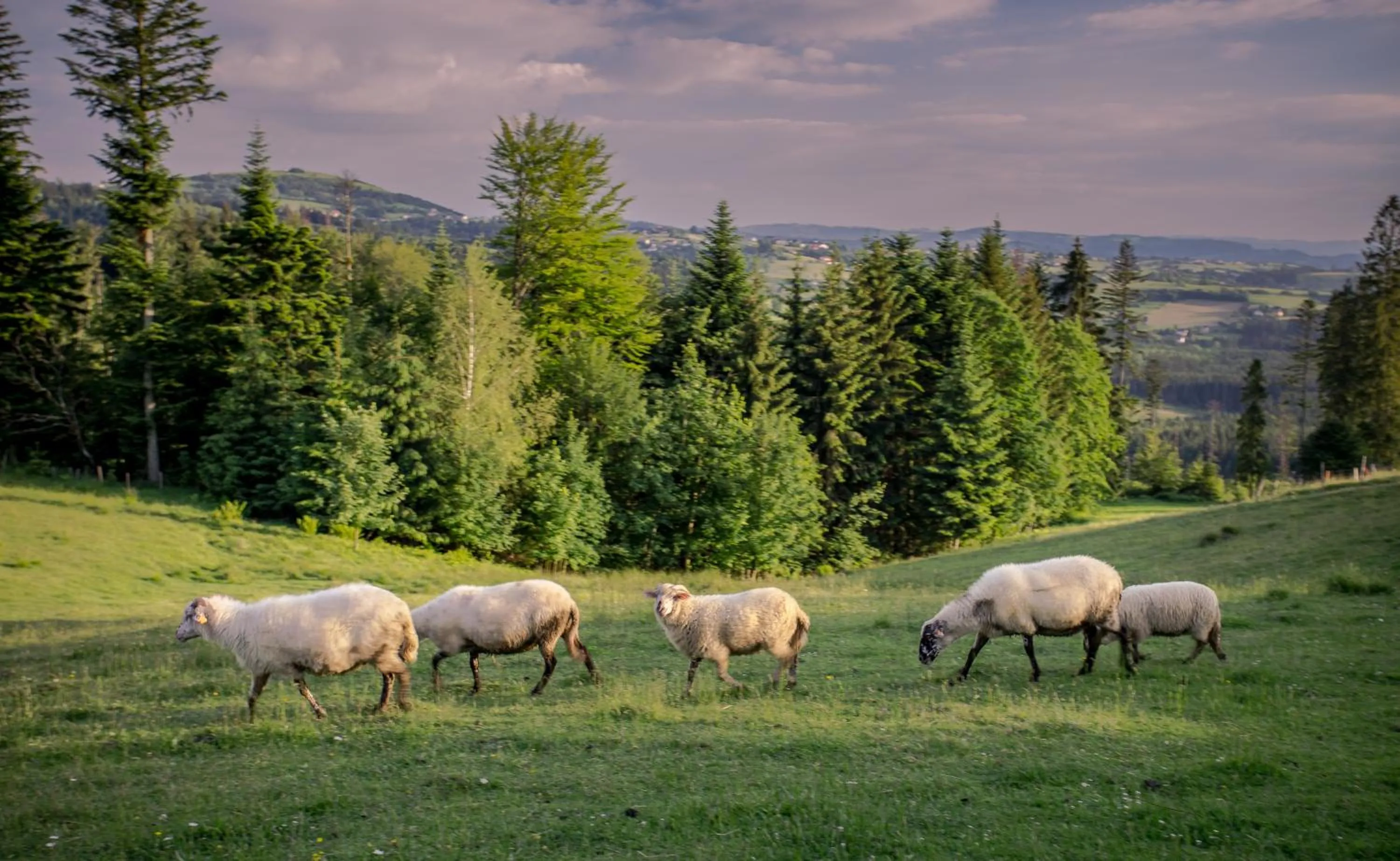 Day in Olza Karczma i pokoje