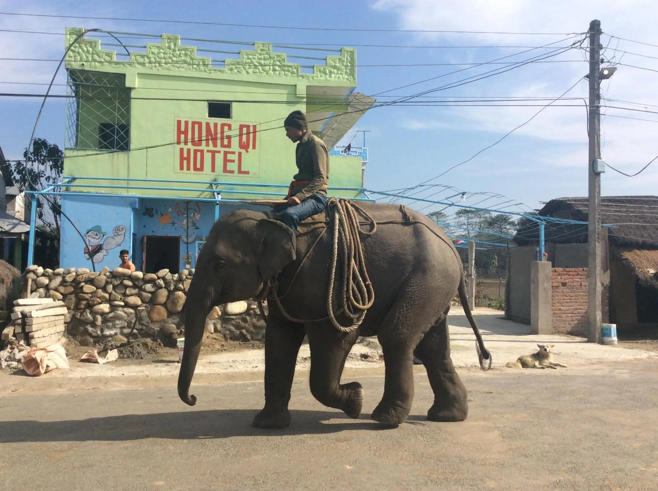 Animals in Hong Qi Hotel