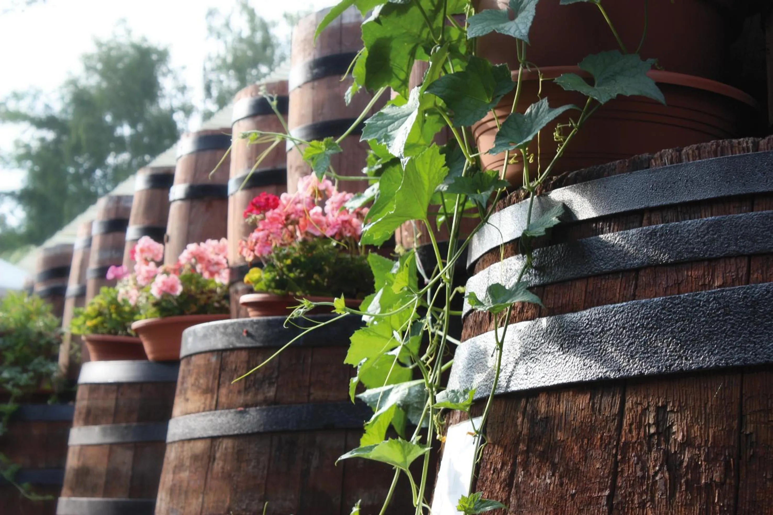 Area and facilities in Hotelanlage Starick