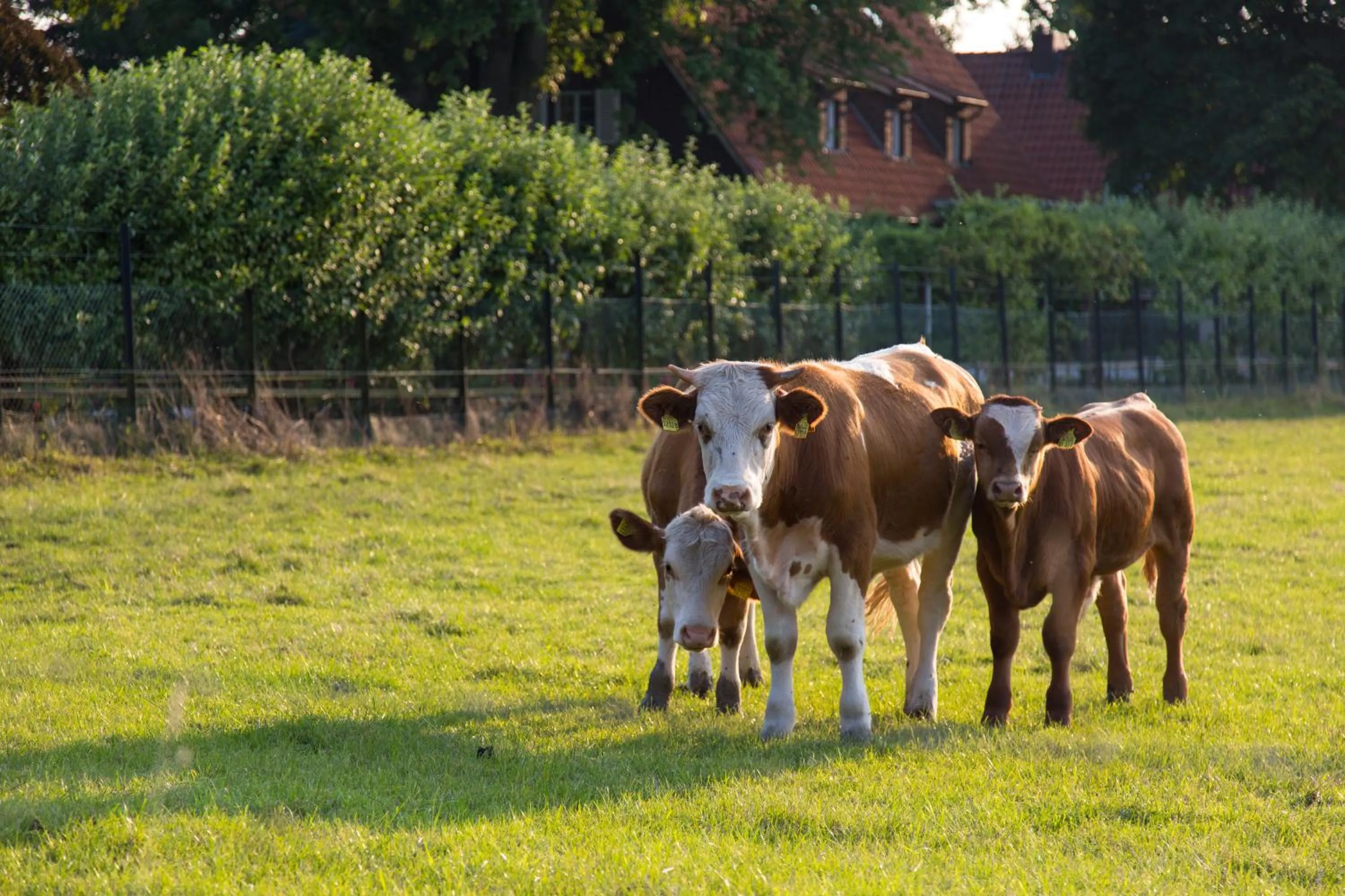 Animals in Landhotel Bartmann
