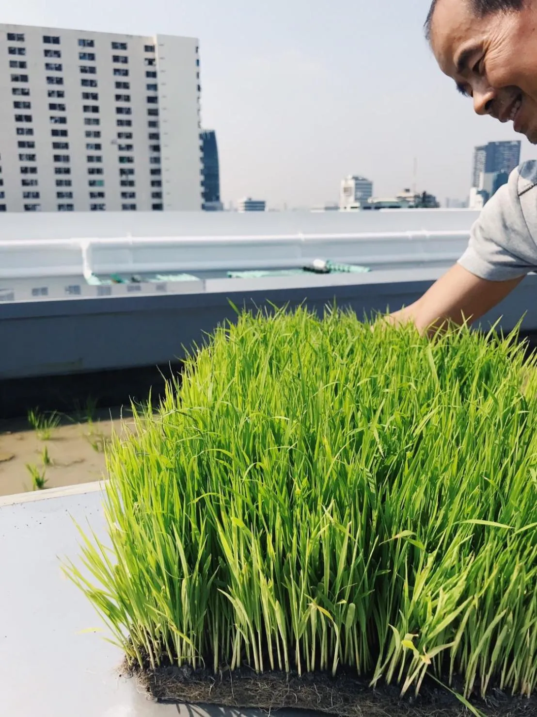 Natural landscape in Siamplaengna Residence