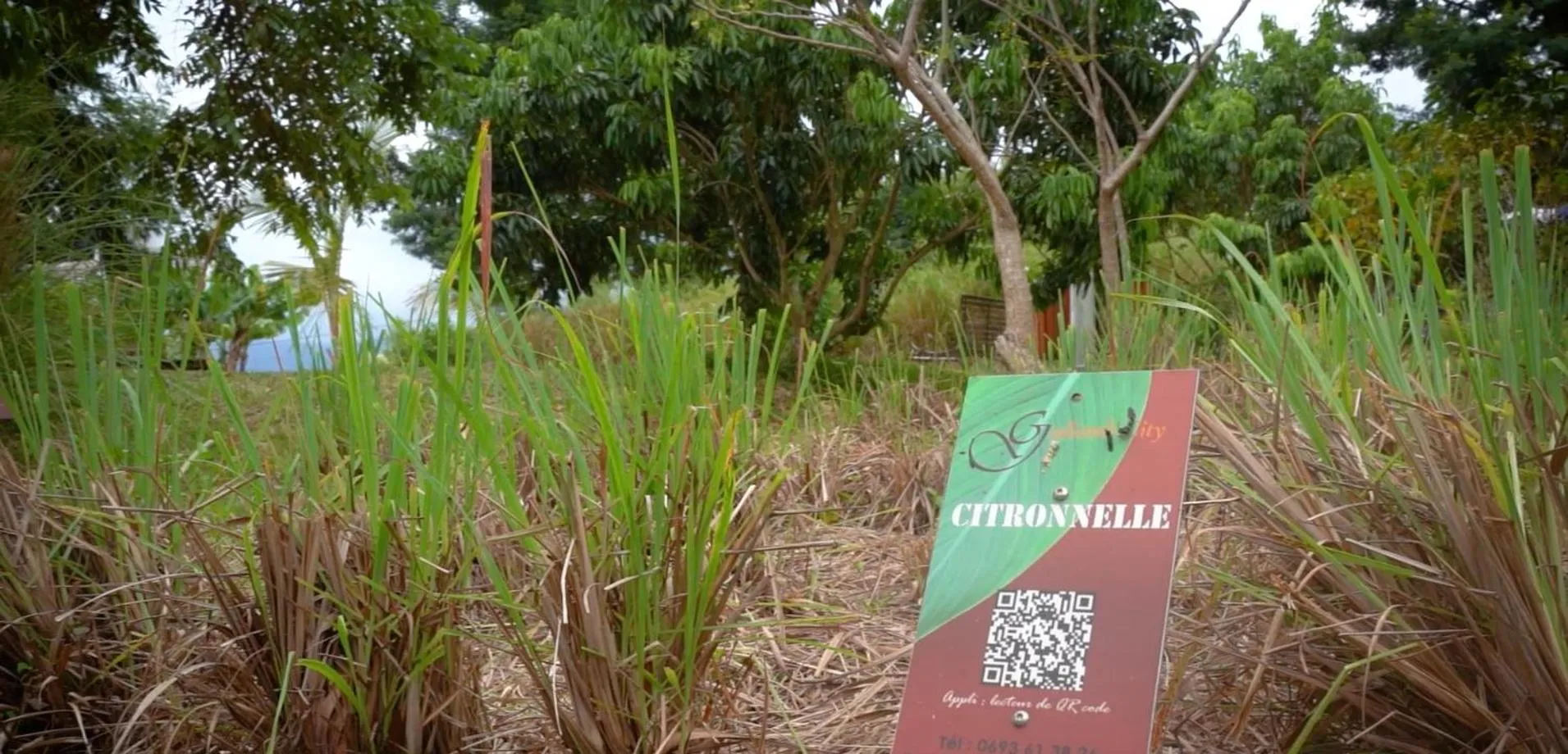 Garden in Gadiamb City