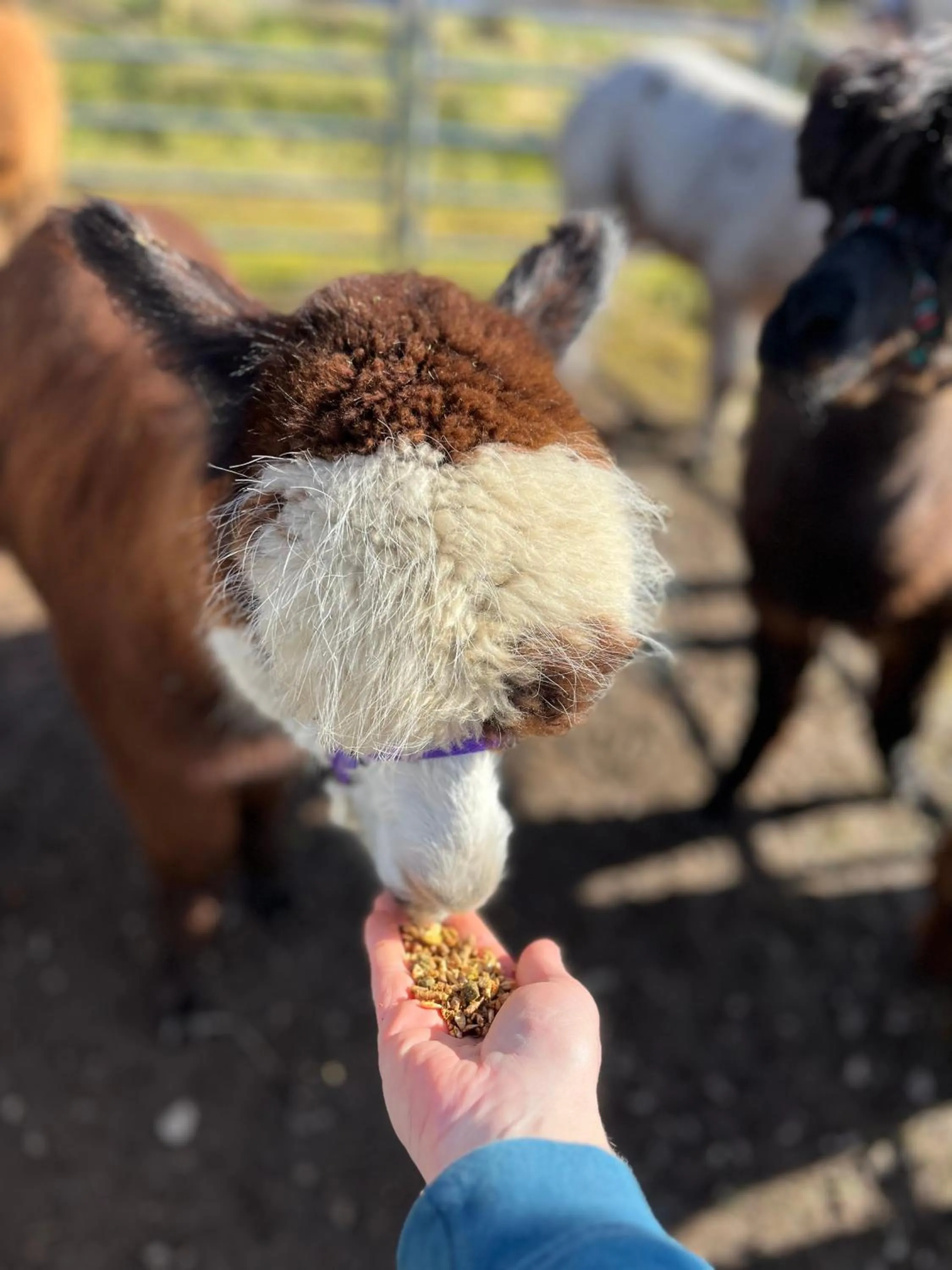 Balachladaich Loch Ness 2025 Now 3 Bed Self Catering - search Balachladaich Beachfront