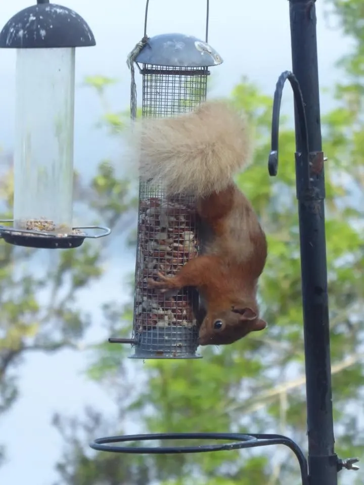 Animals in Balachladaich Loch Ness 2025 Now 3 Bed Self Catering - search Balachladaich Beachfront