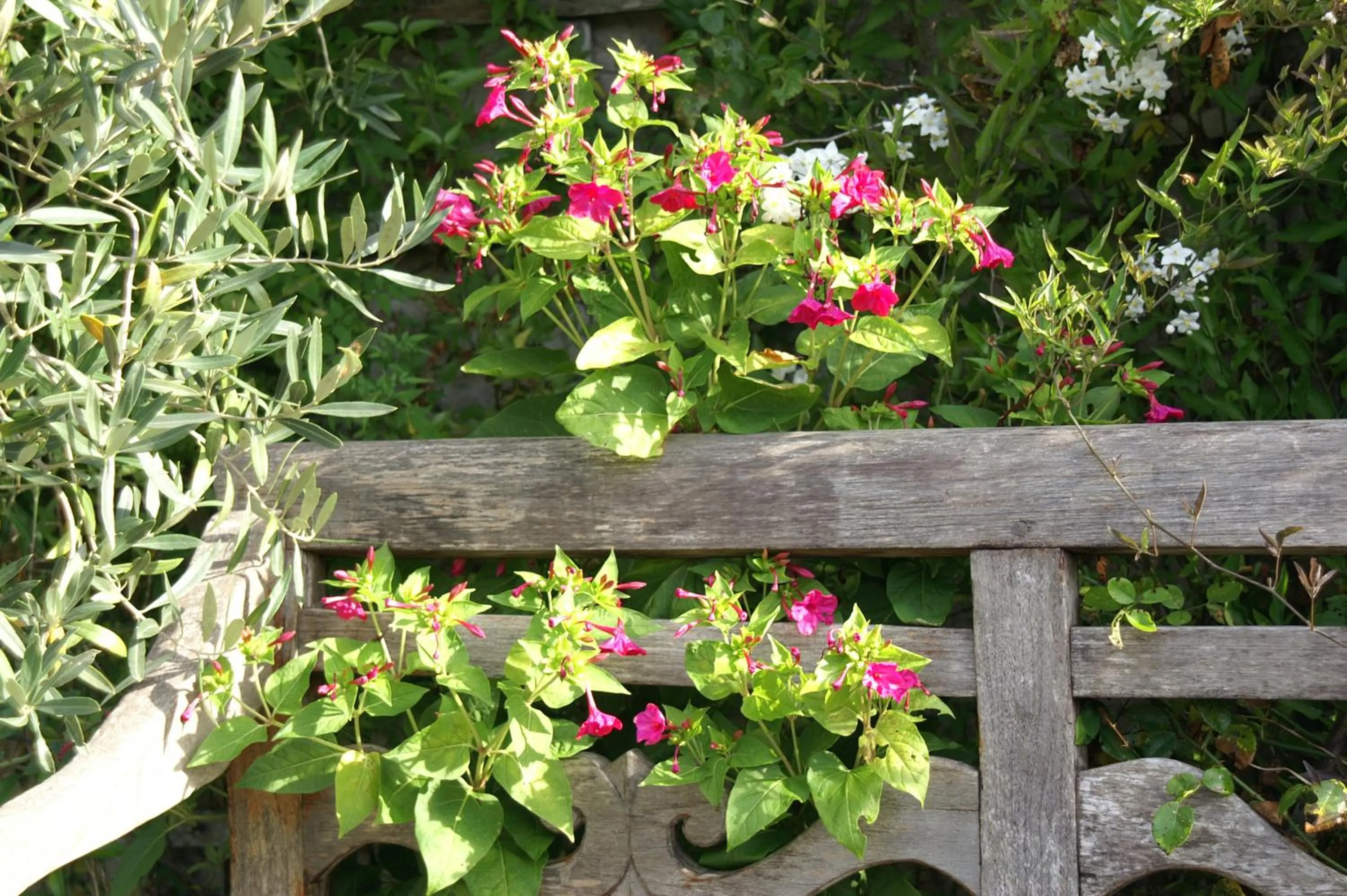 Garden in GIVERNY COTTAGE