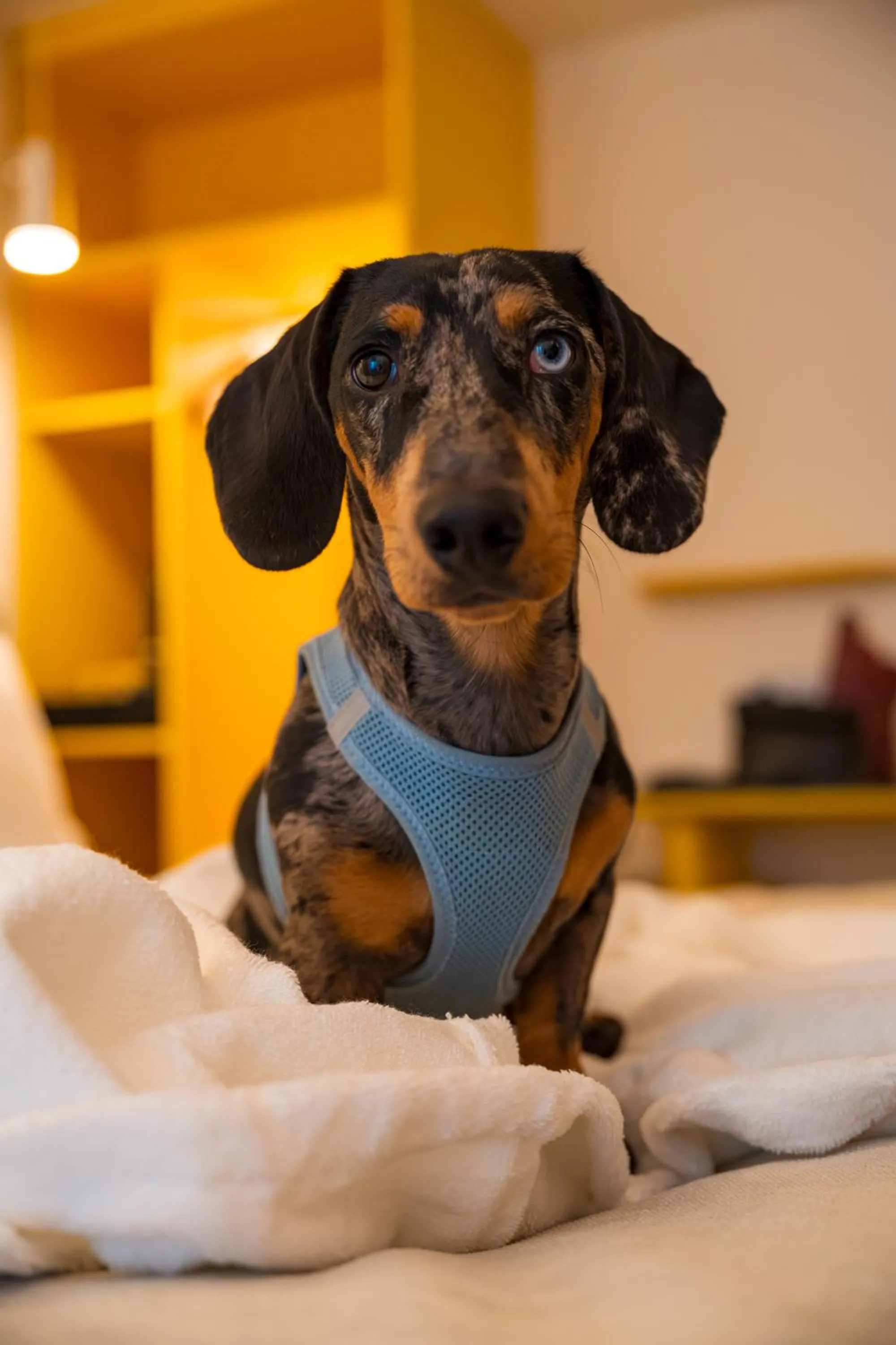 pet friendly in Hôtel Saint Christophe Aix en Provence Centre Ville