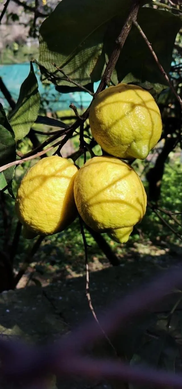 Food in la dimora di Cornelia