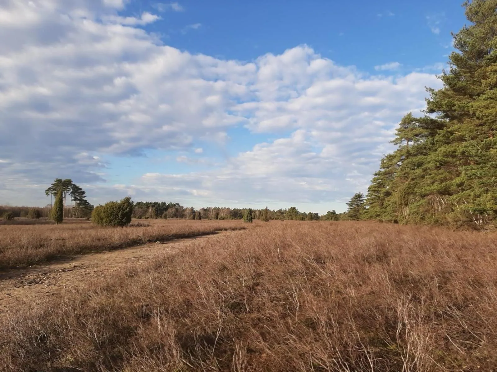 Natural landscape in Best Western Hotel Heidehof