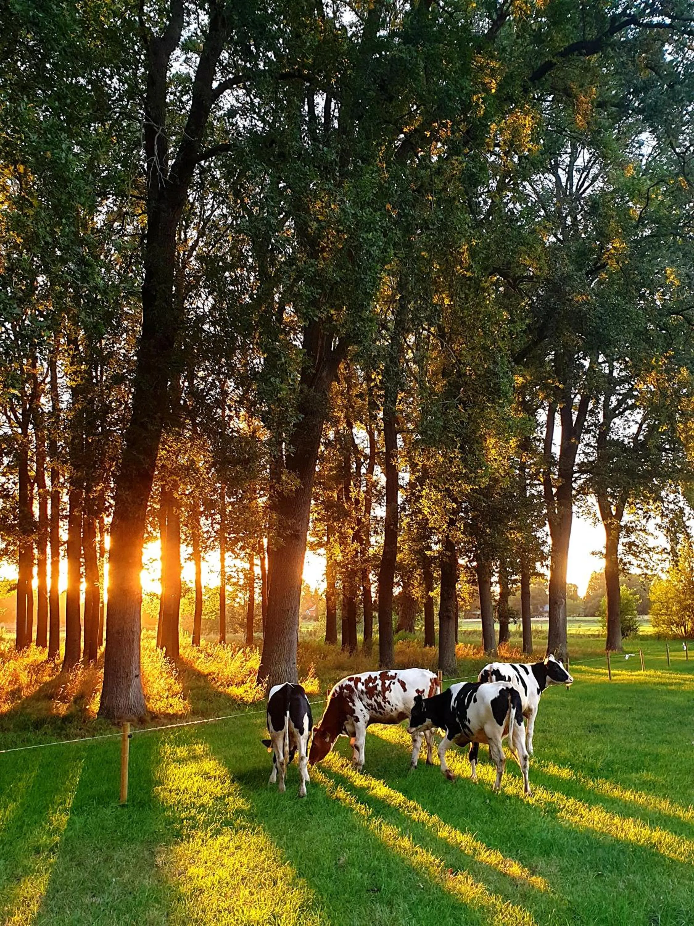 Sunset in Erve iemhorst