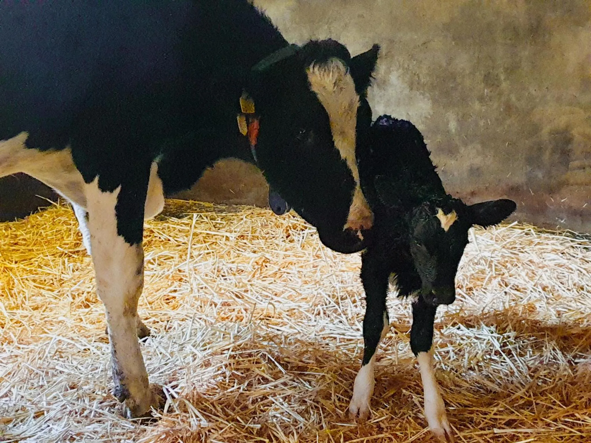 Animals in Erve iemhorst