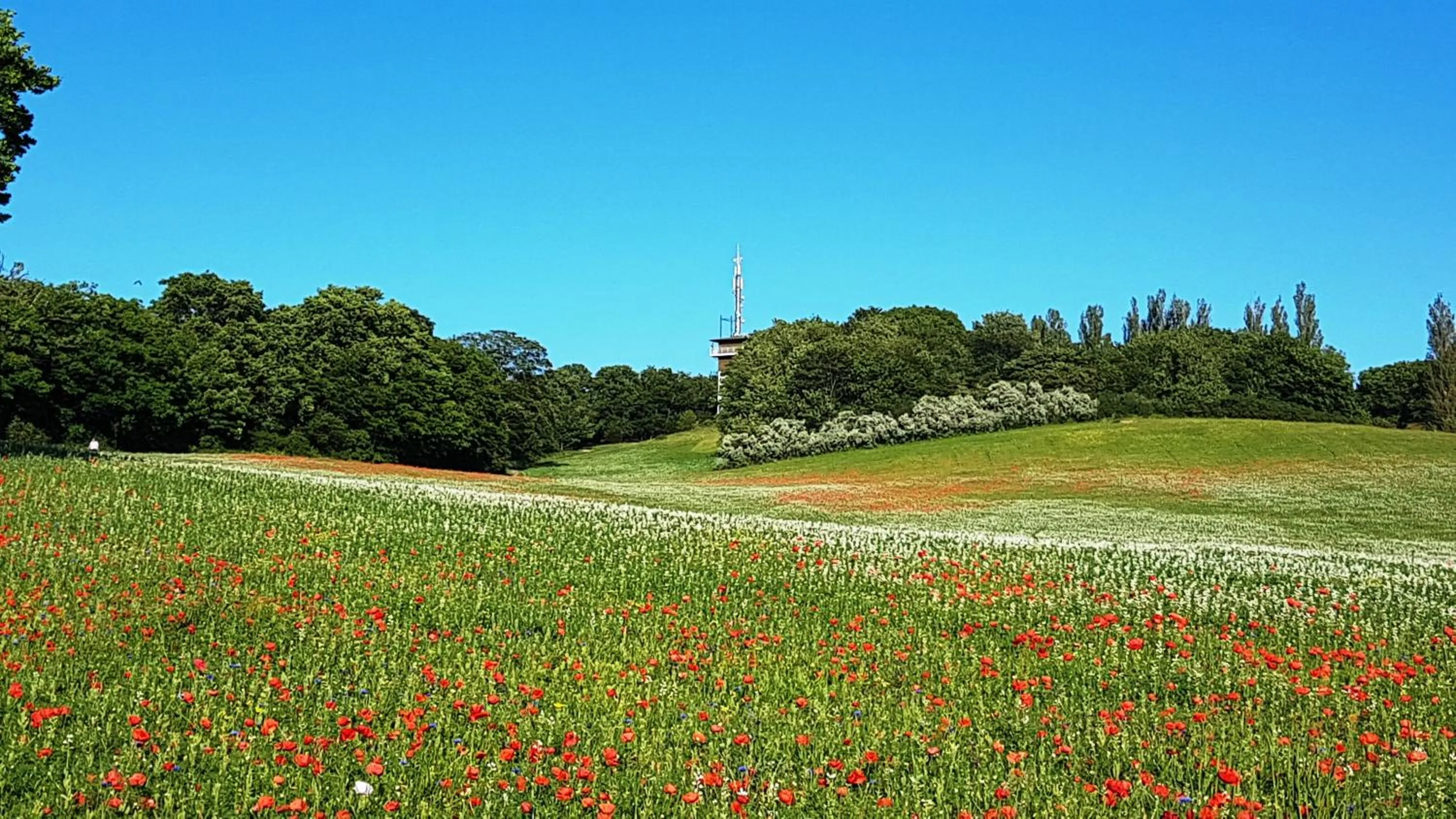 Natural landscape in Hotel Godewind
