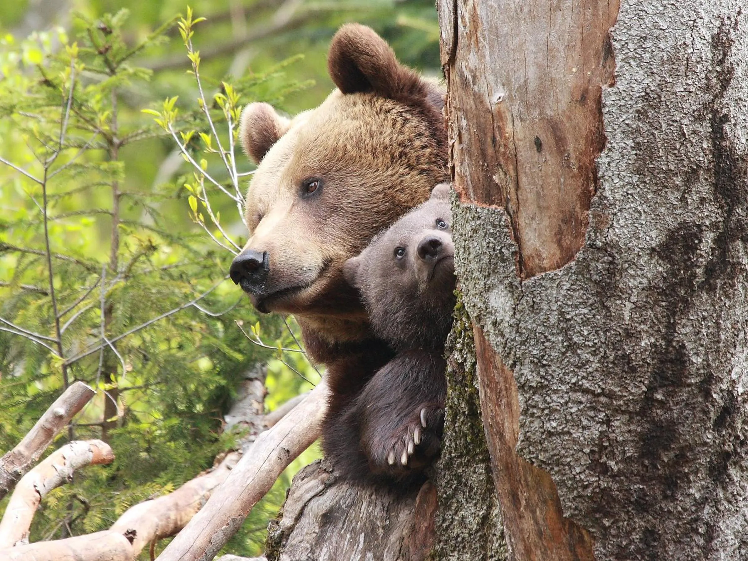 Animals in Ferienpark Geyersberg inklusive aktivCARD Bayerischer Wald