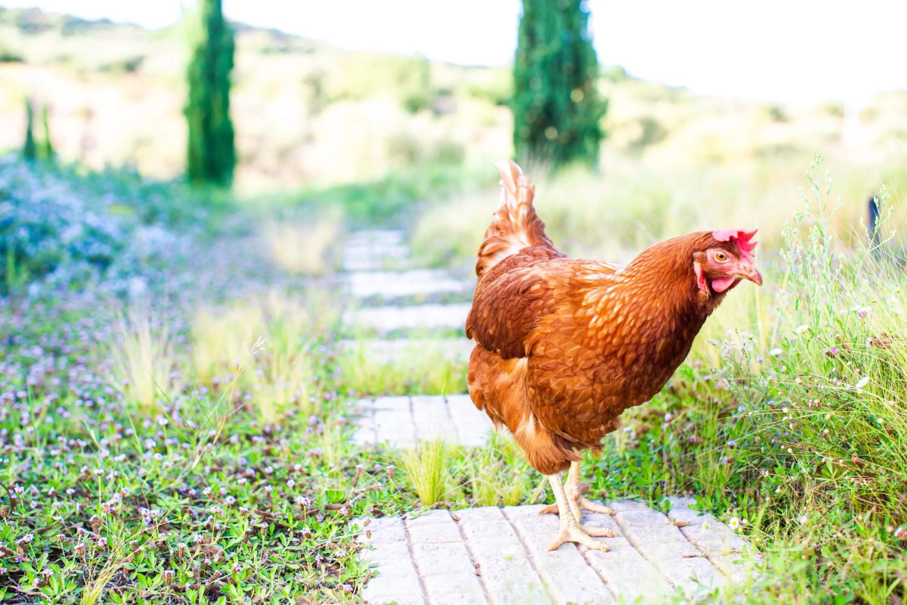 WHITE DONKEY BOUTIQUE Hotel