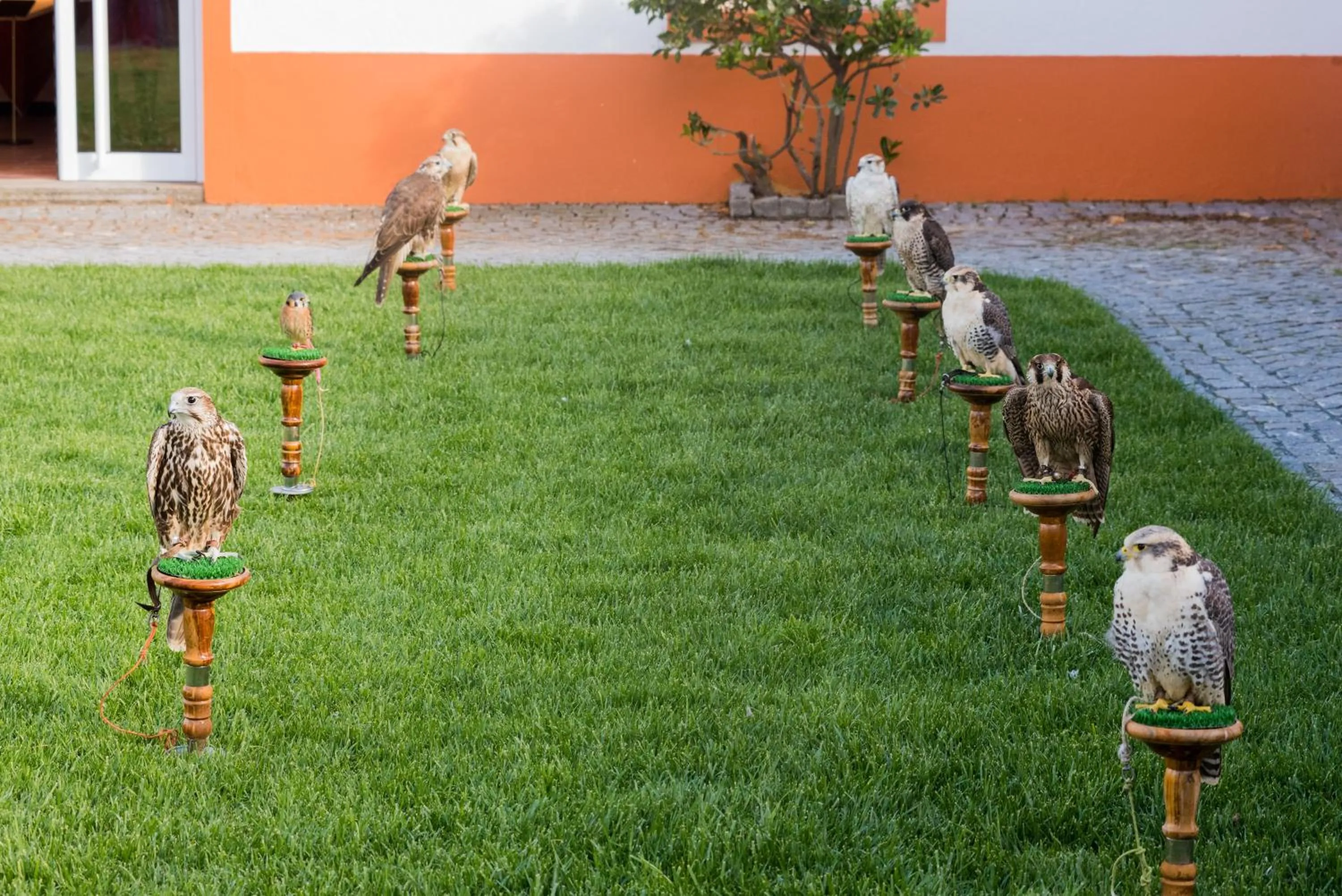 Activities in Vila Gale Collection Alter Real - Resort Equestre, Conference & Spa