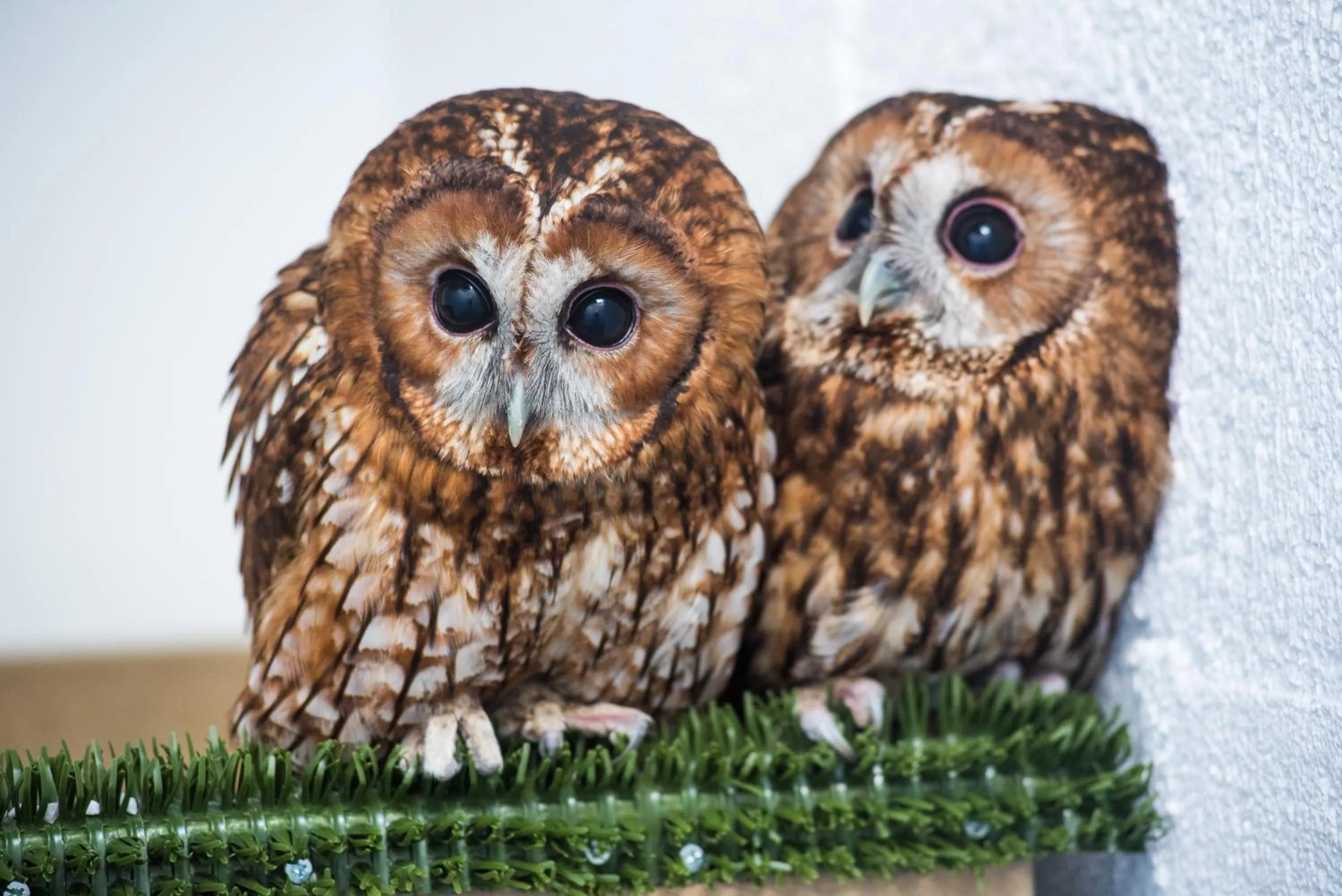 Activities in Vila Gale Collection Alter Real - Resort Equestre, Conference & Spa