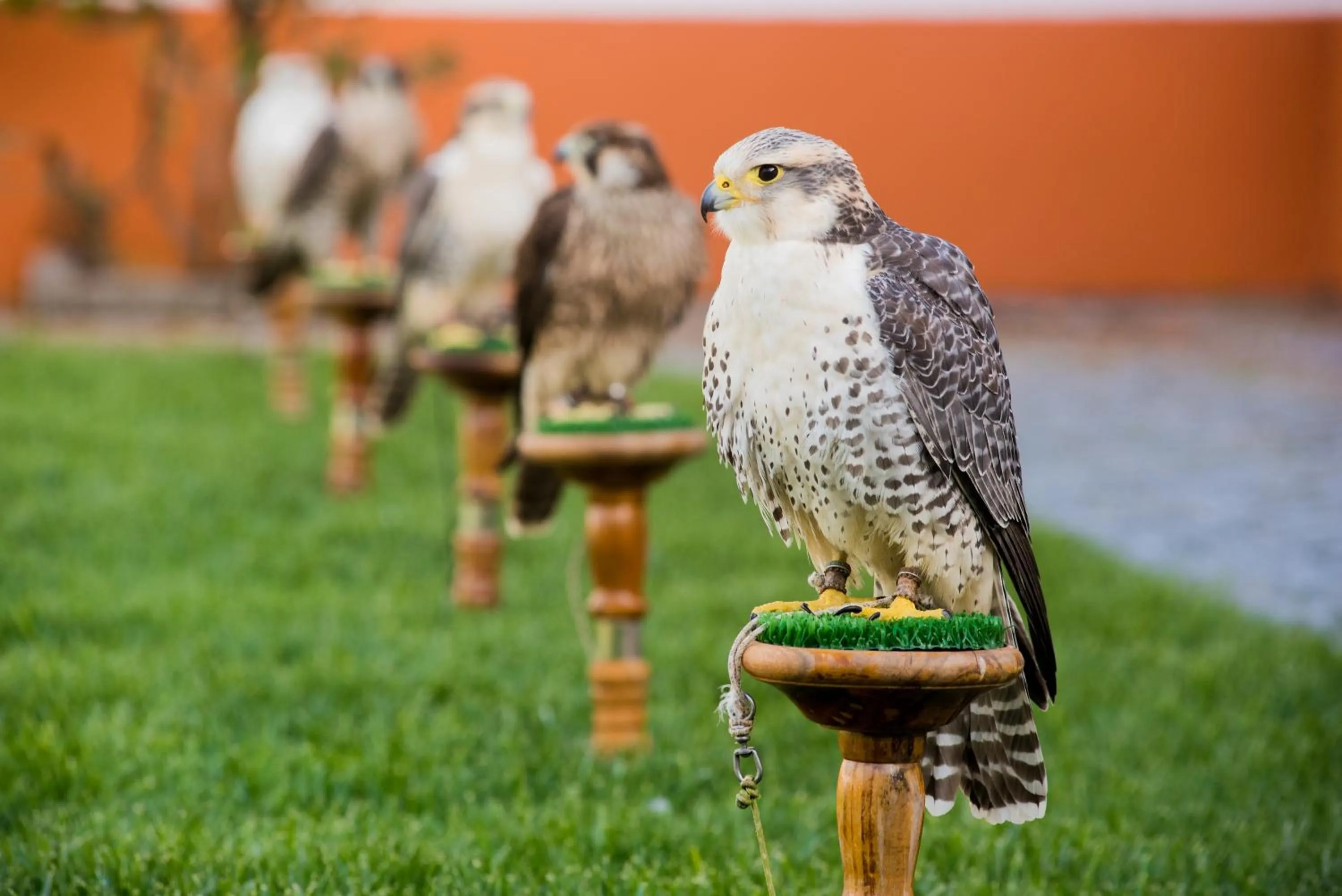 Activities in Vila Gale Collection Alter Real - Resort Equestre, Conference & Spa