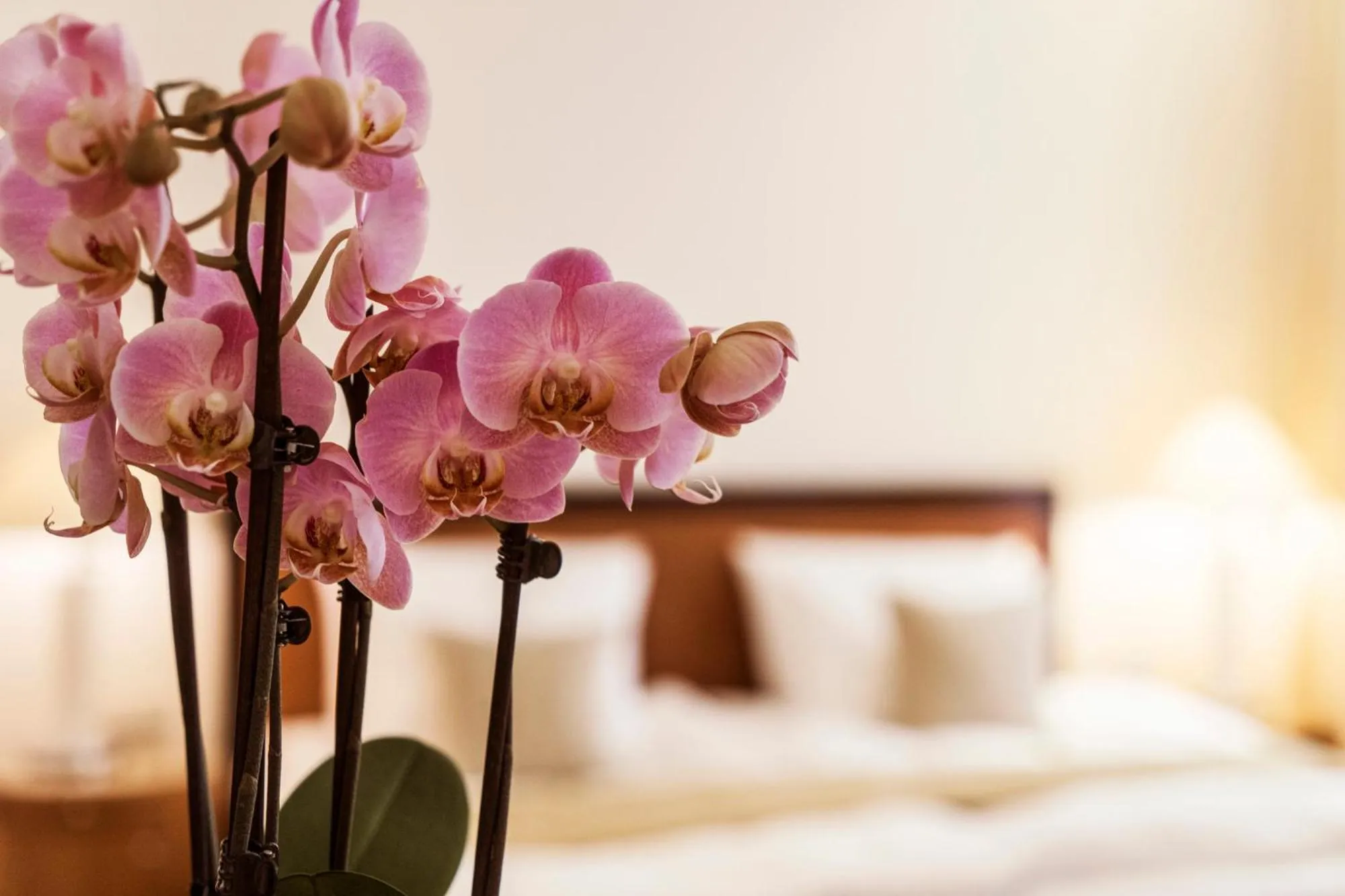 Guests, Bed in Hotel Nassauer Hof