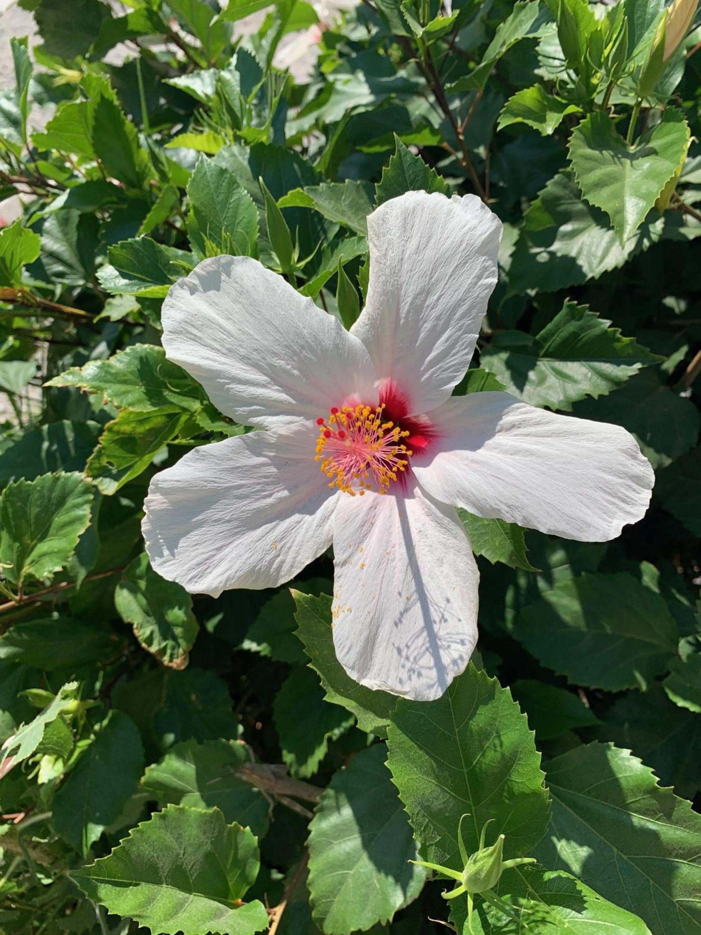 Decorative detail in Pals Studios Pefkos