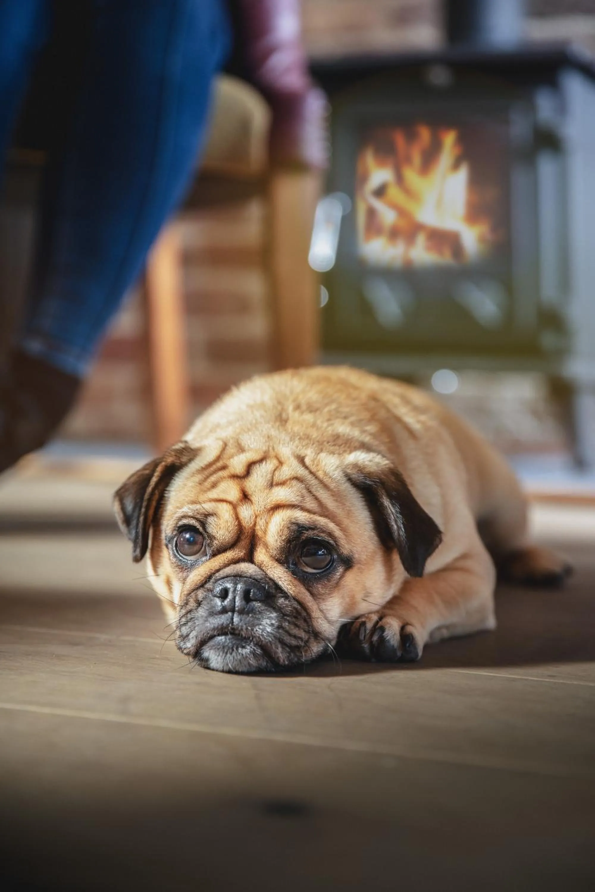 Pets in Rock Point Inn