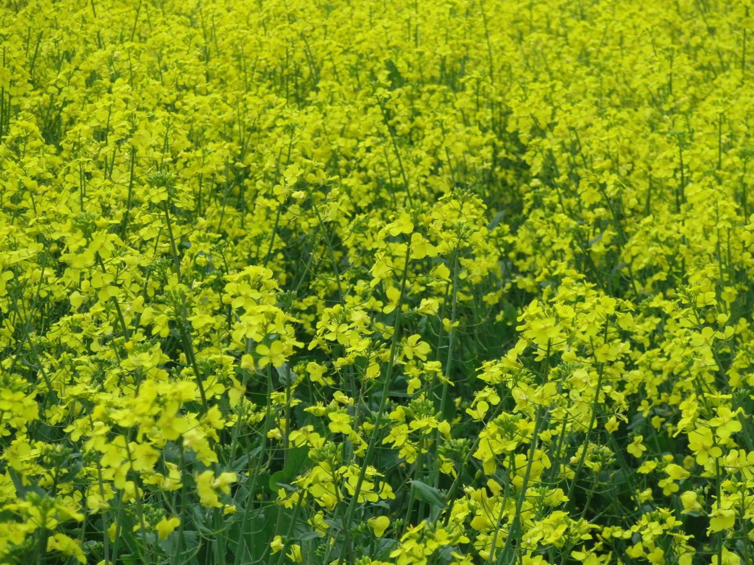 Other in Reiterhof Wollesen