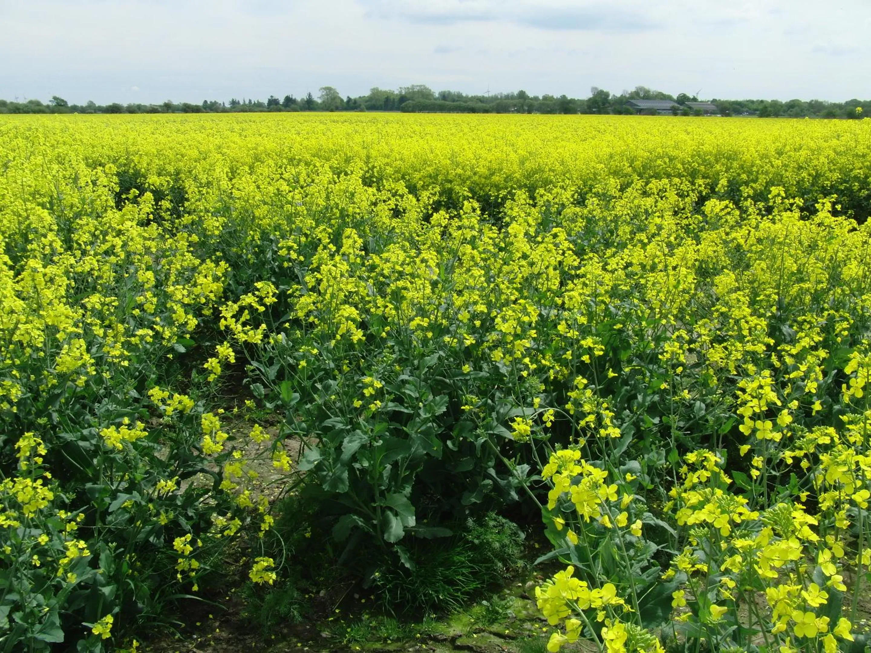 Natural landscape in Reiterhof Wollesen