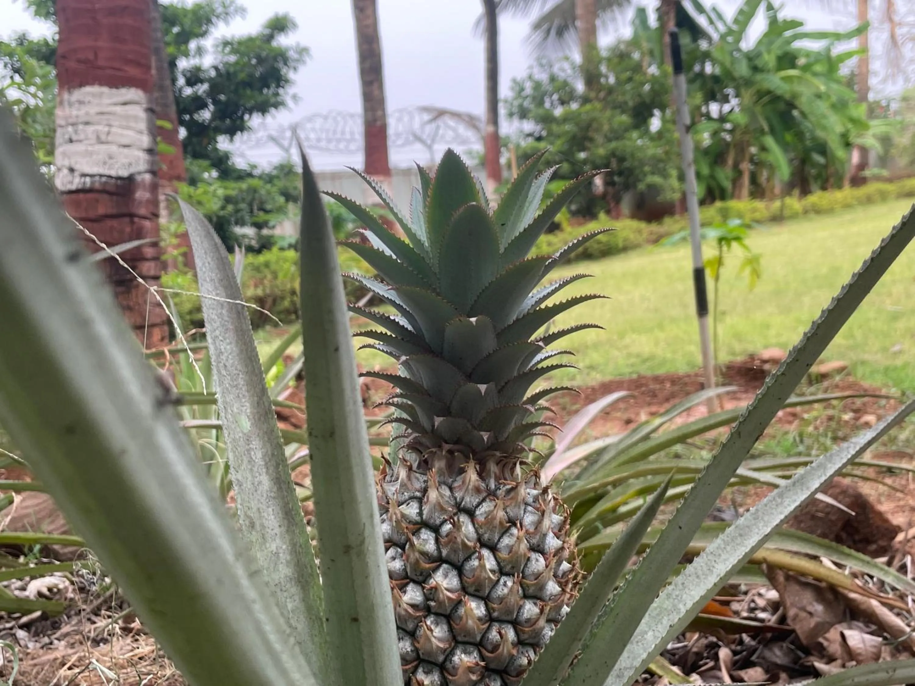 Garden in Geeta Bhawan Villa