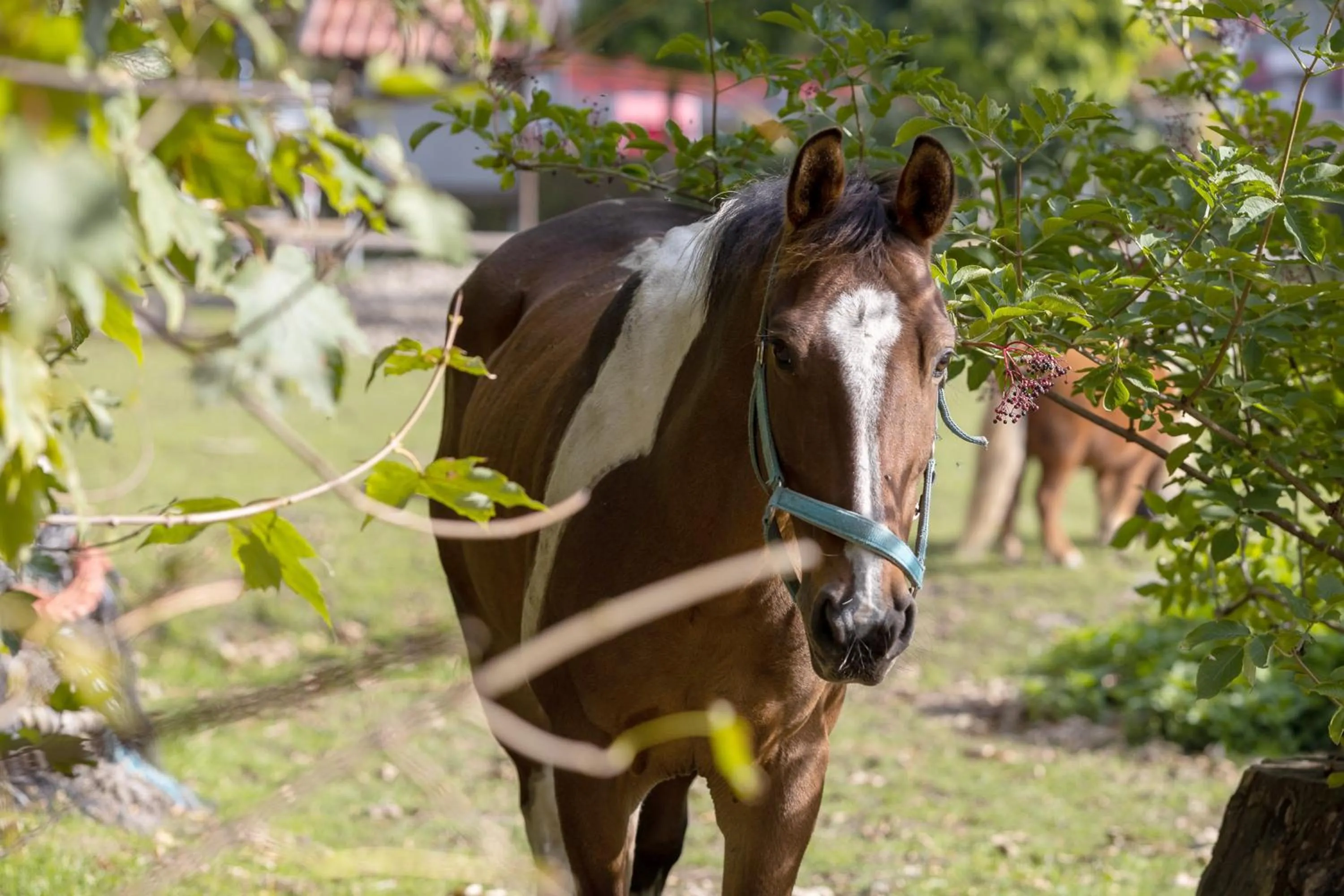 Familien- und Aparthotel Strandhof