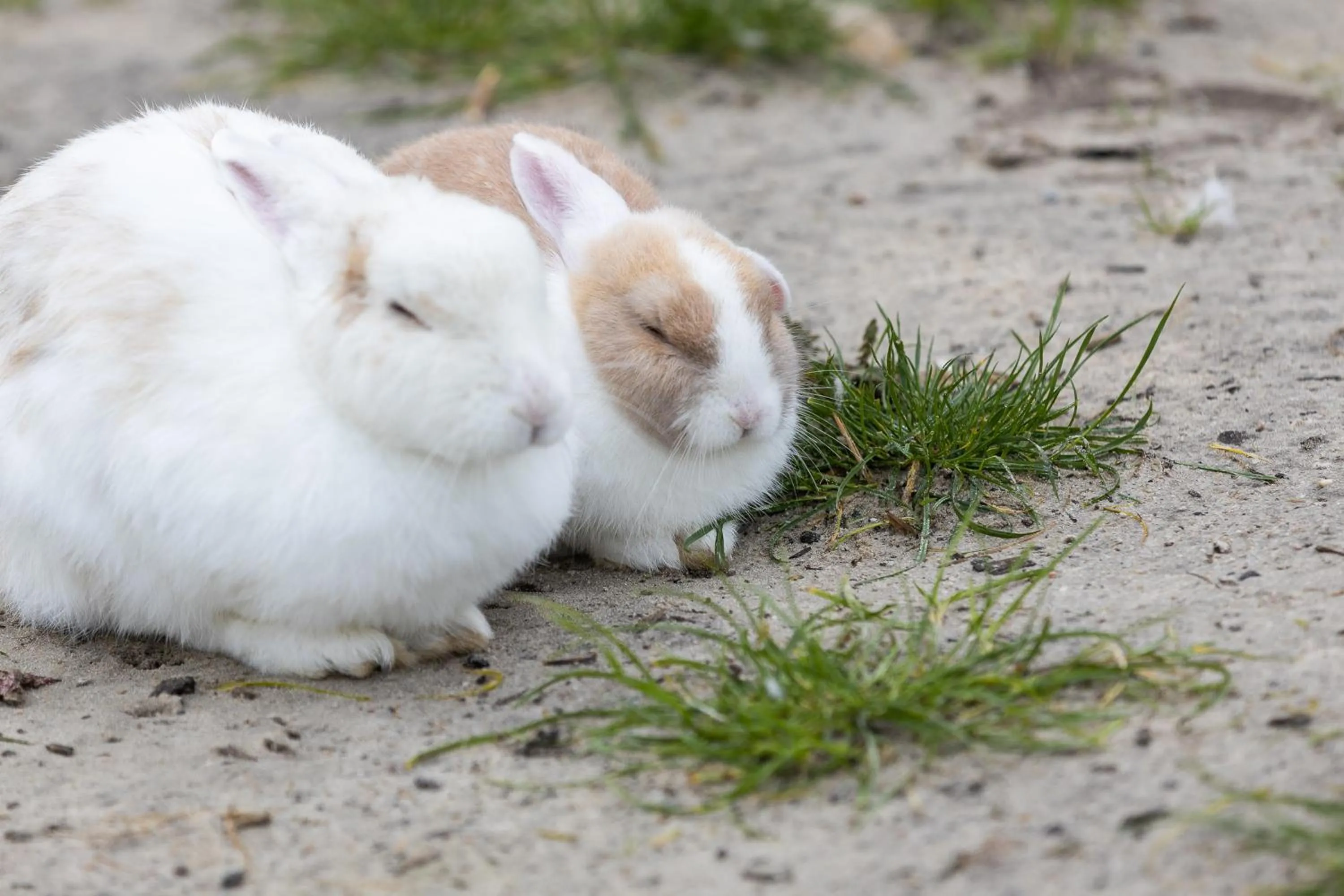 Familien- und Aparthotel Strandhof