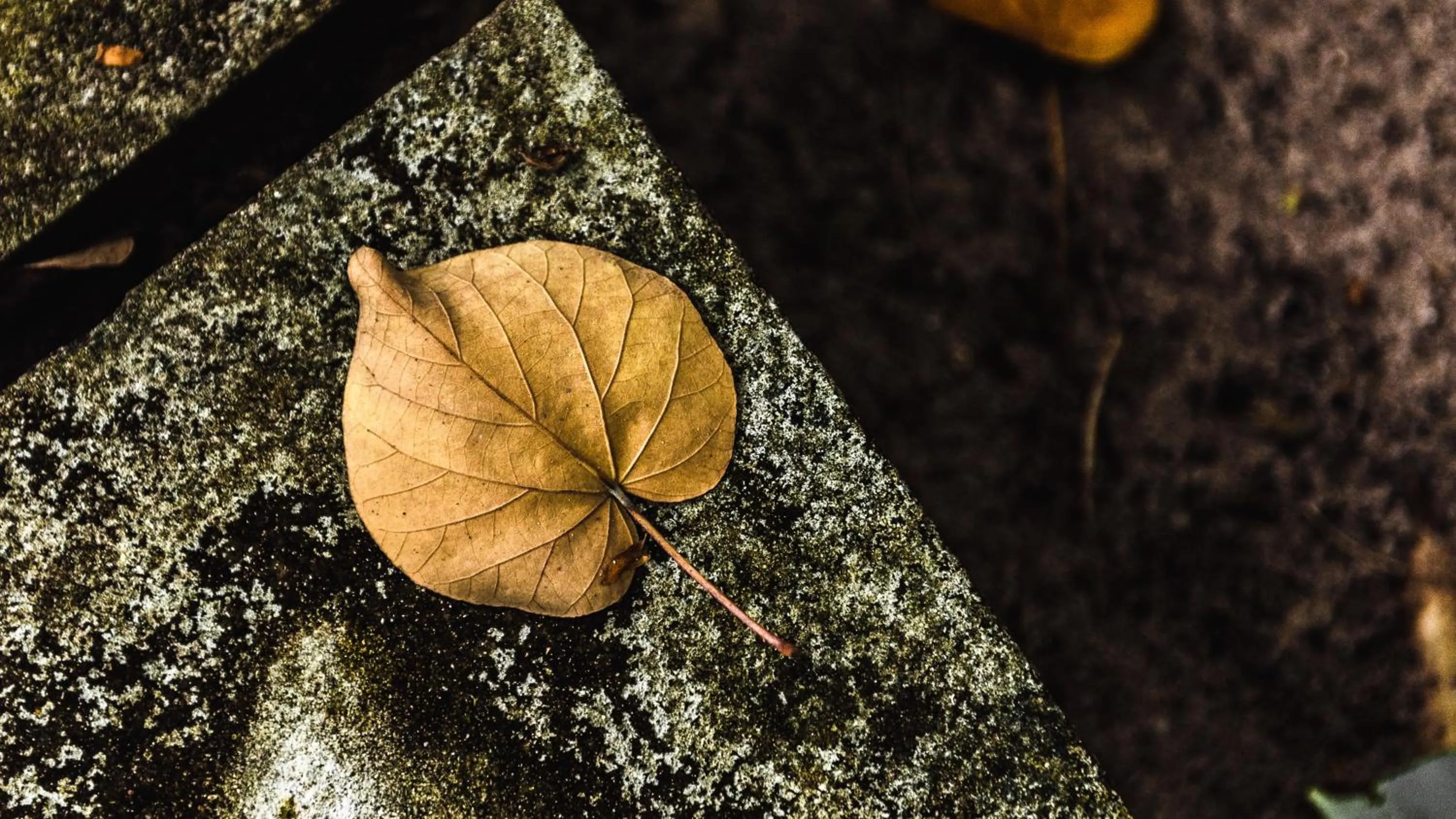 Other in Mi Lugar Maldives