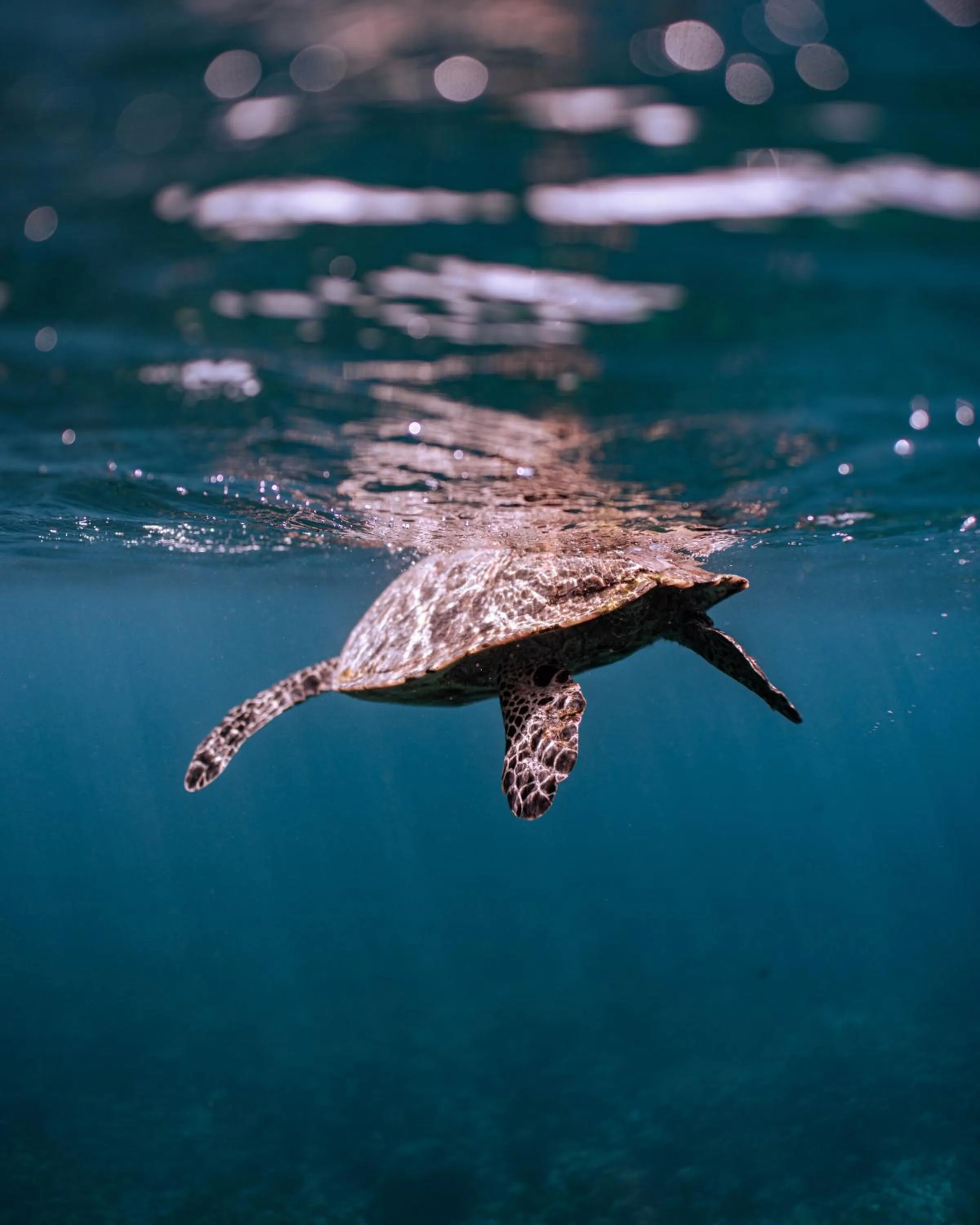 Activities in Brennia Kottefaru Maldives