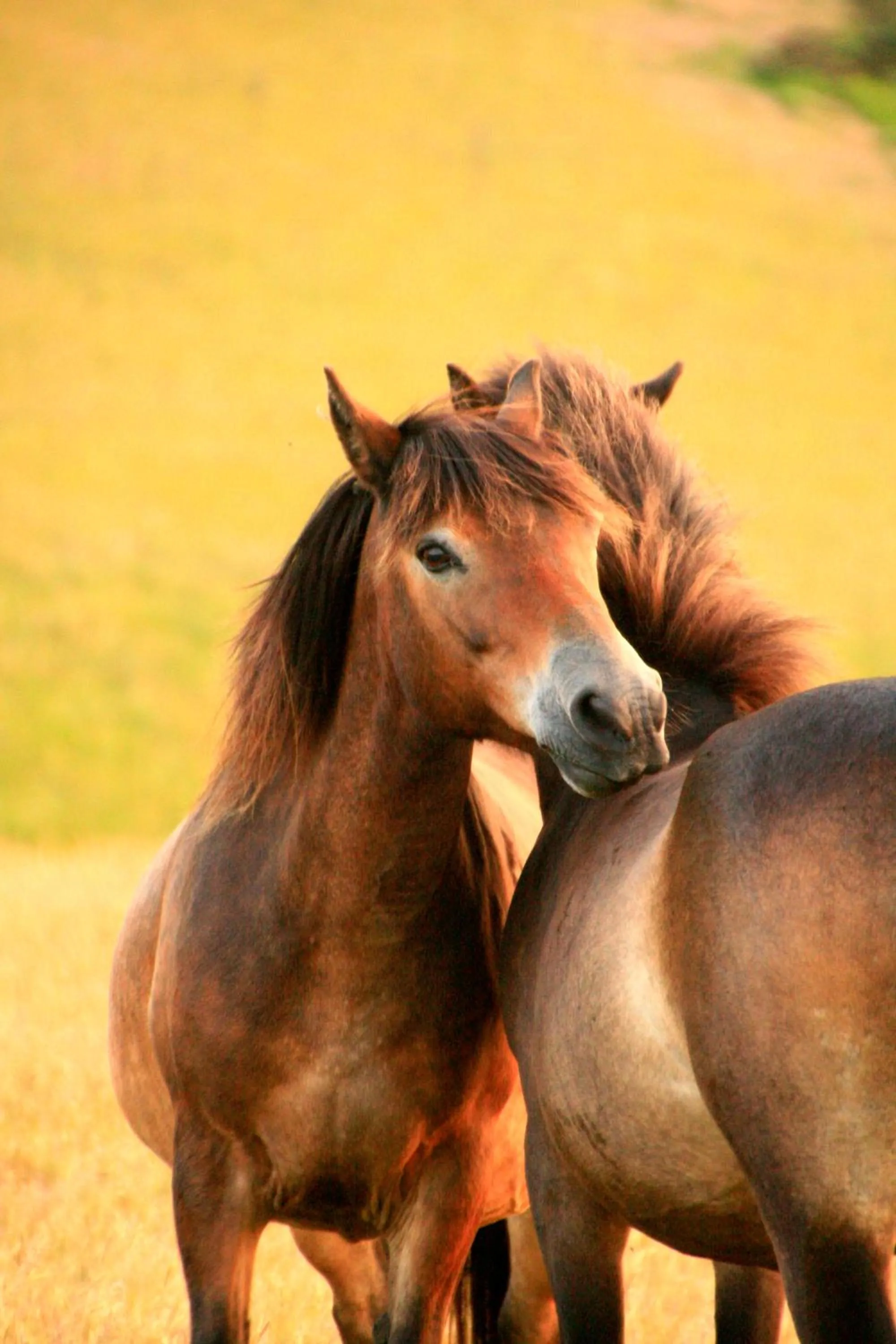 Natural landscape in The Cottage B&B