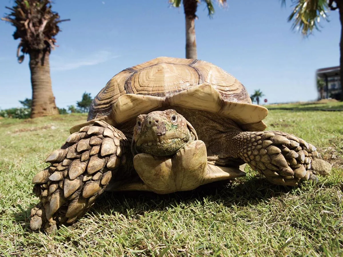 Pets in Ryugujo Spa Hotel Mikazuki Ryugutei