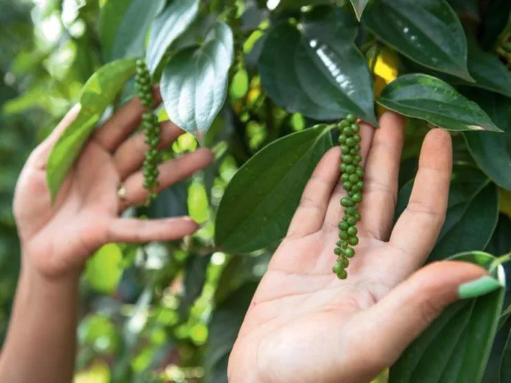 Natural landscape in Koh Ker Hotel and Restaurant