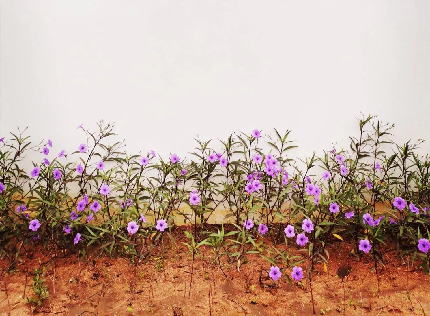 Property building in Nararin Garden House