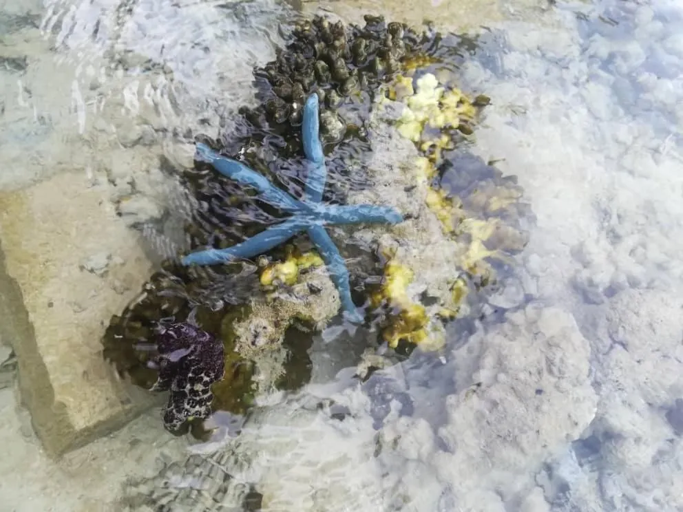 Sea Star Resort Semporna