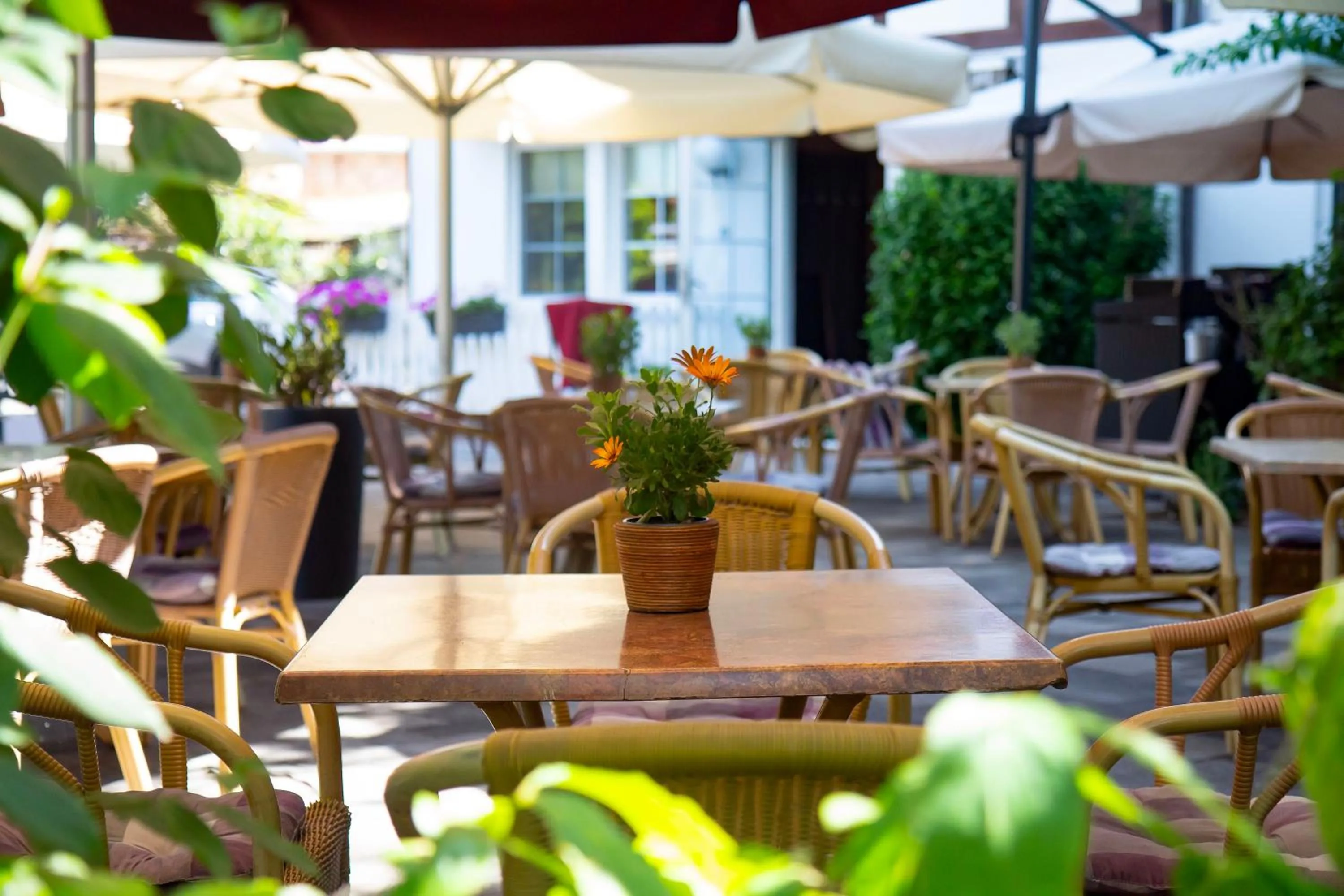 Patio in Hotel ELBRIVERA Alt Prester