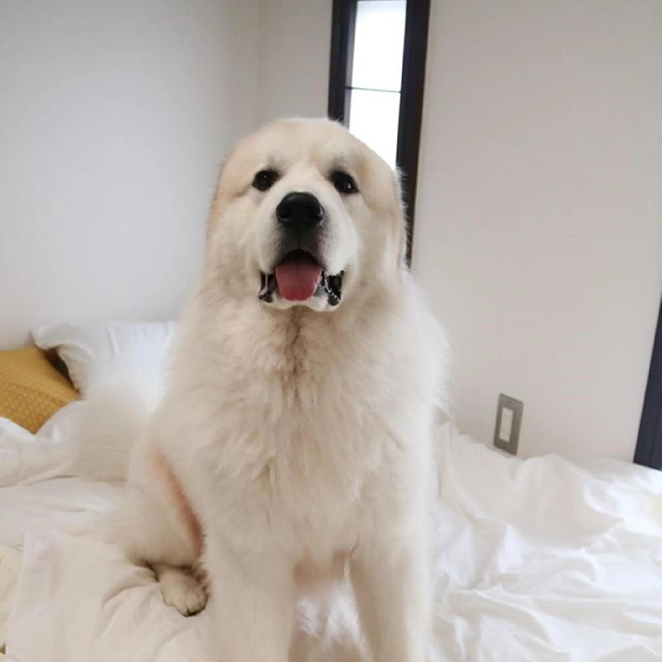 Pets in Miyajima Shiro