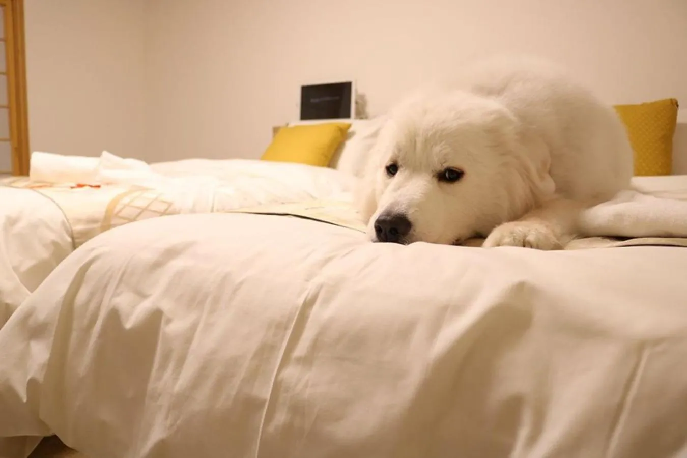 Bed in Miyajima Shiro