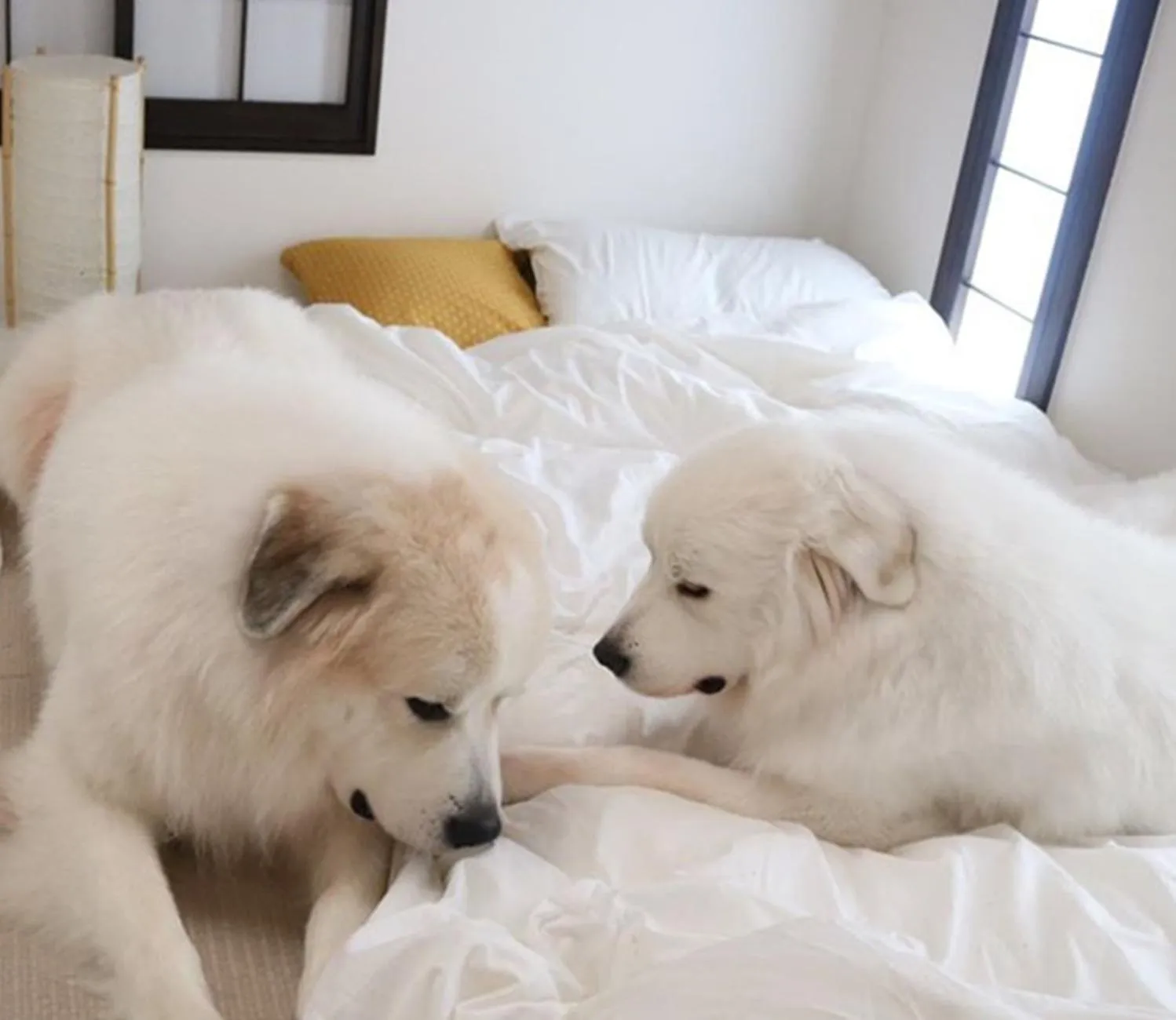 Pets in Miyajima Shiro