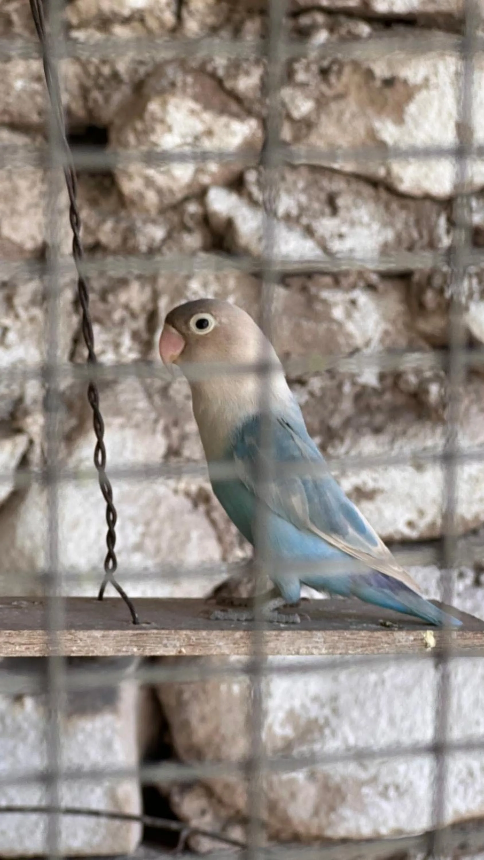 Animals in Santorini Hotel & Hostel