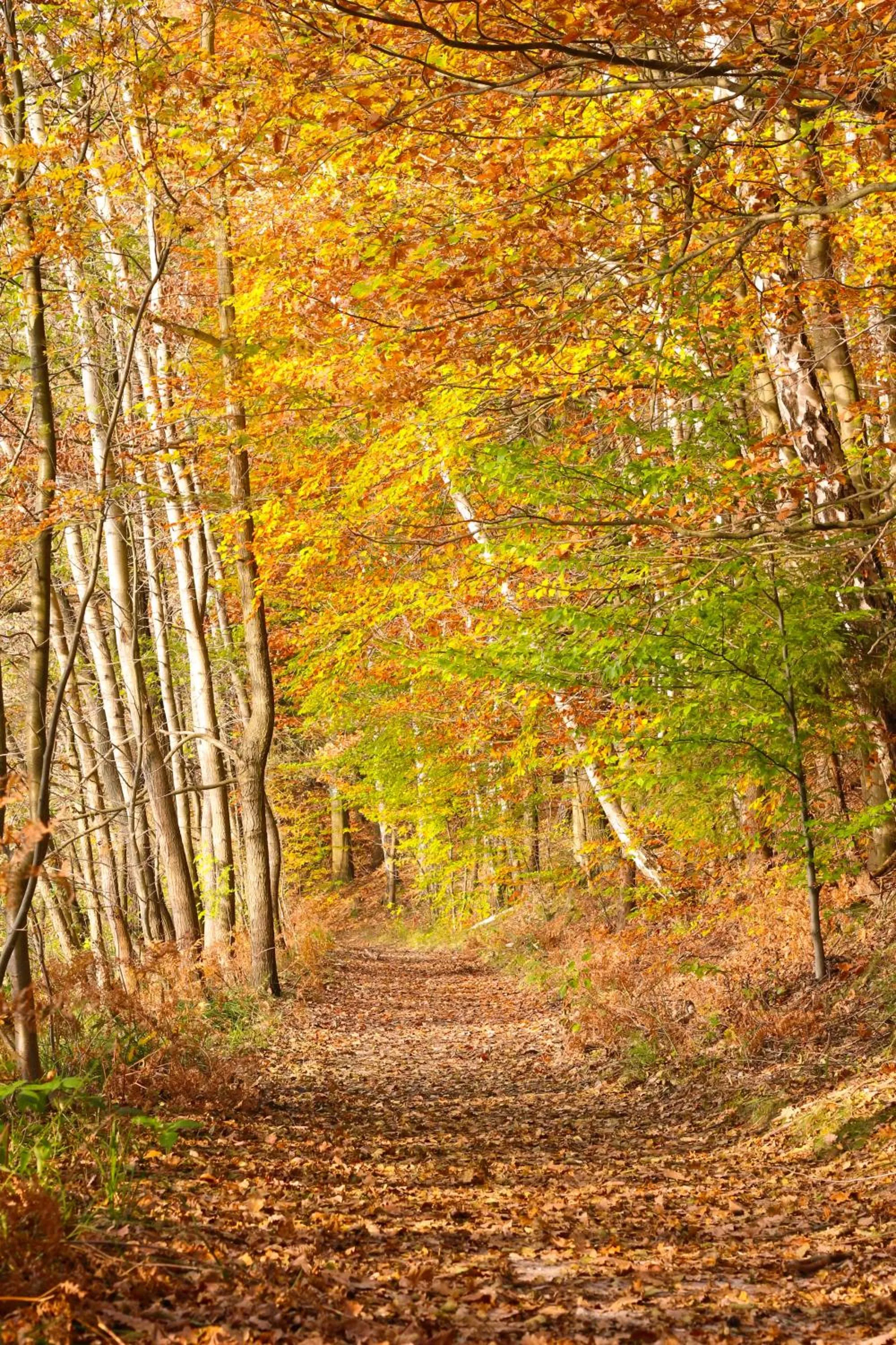 Waldsee Hotel am Wirchensee