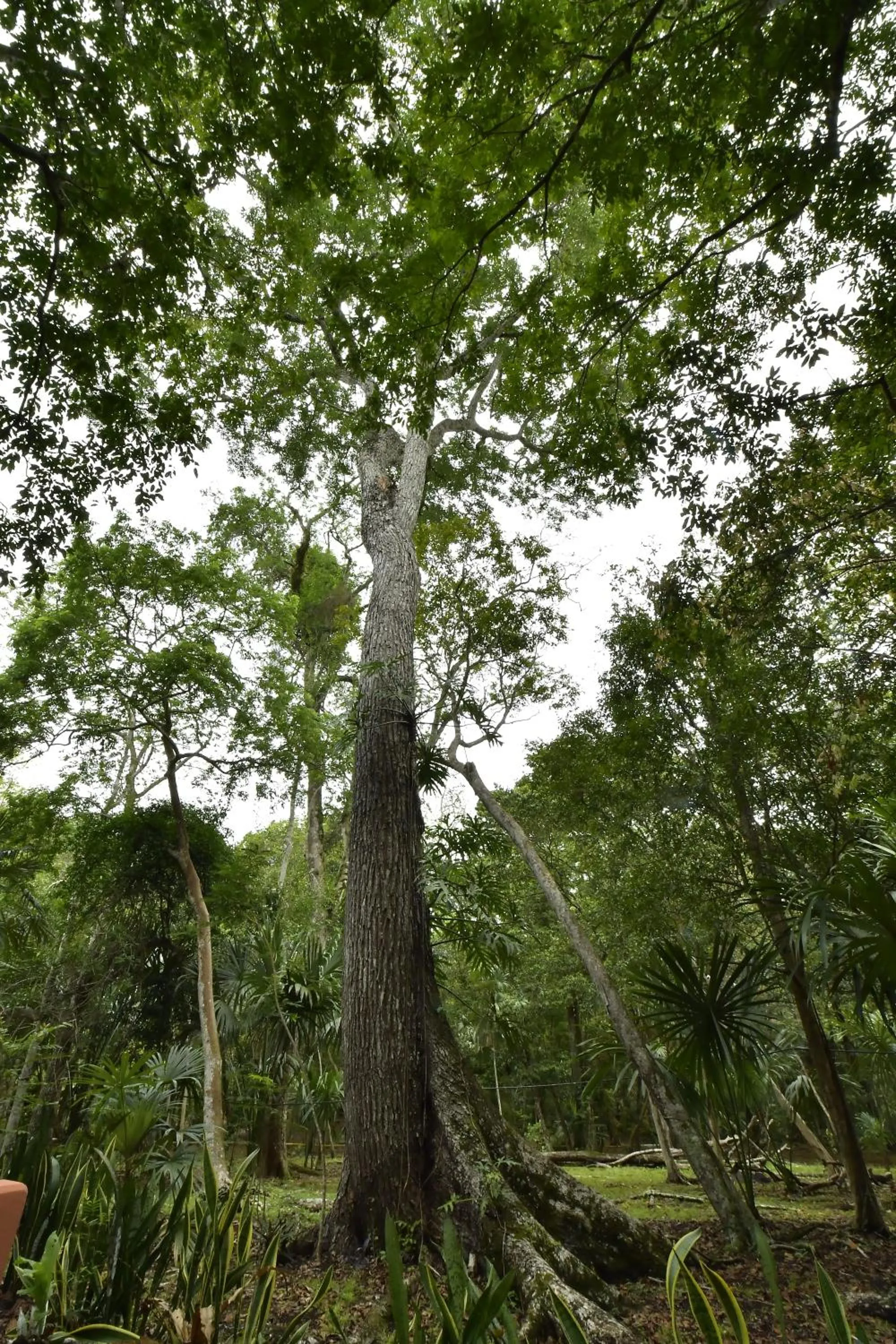 View (from property/room) in Hotel Tikal Inn